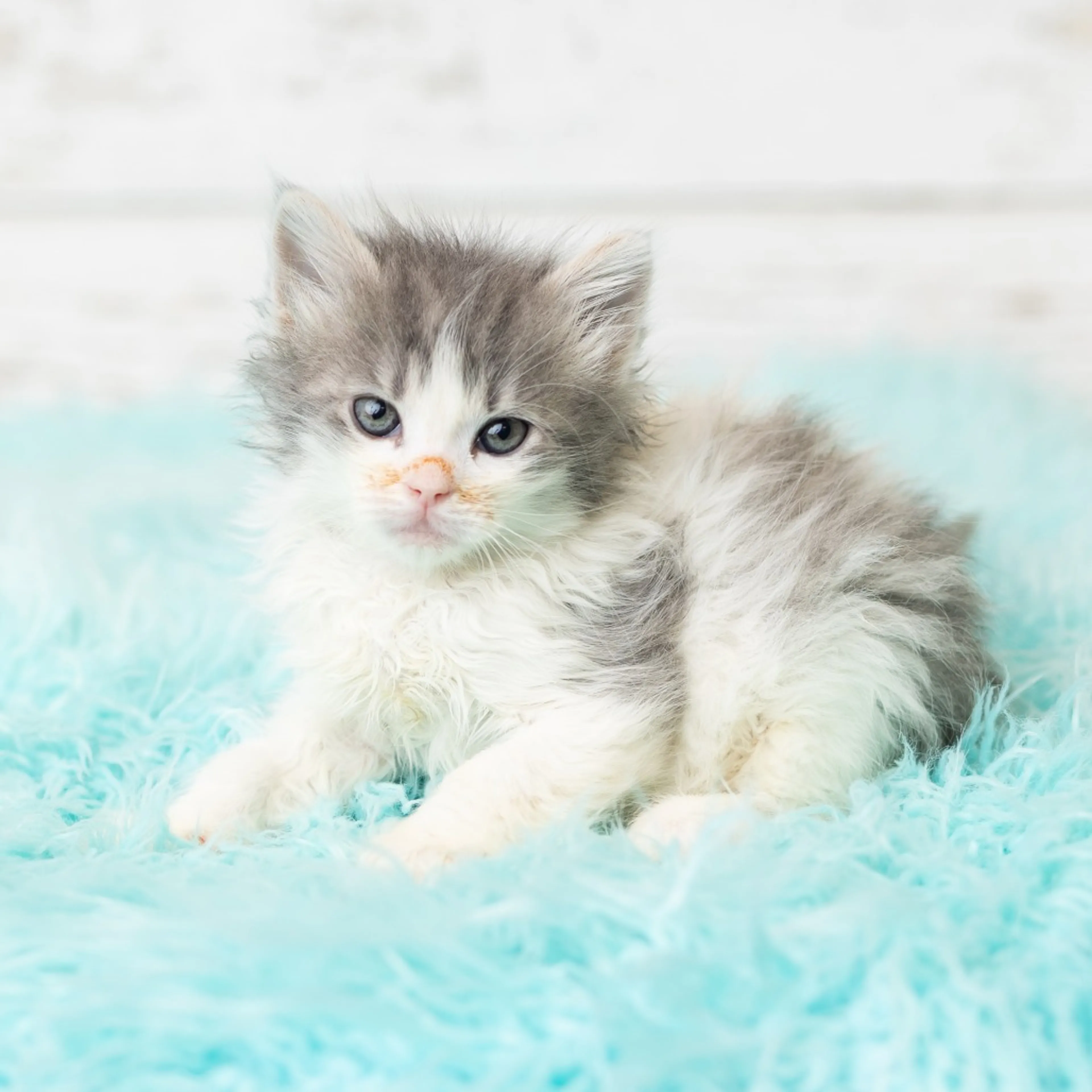 Found pet-5