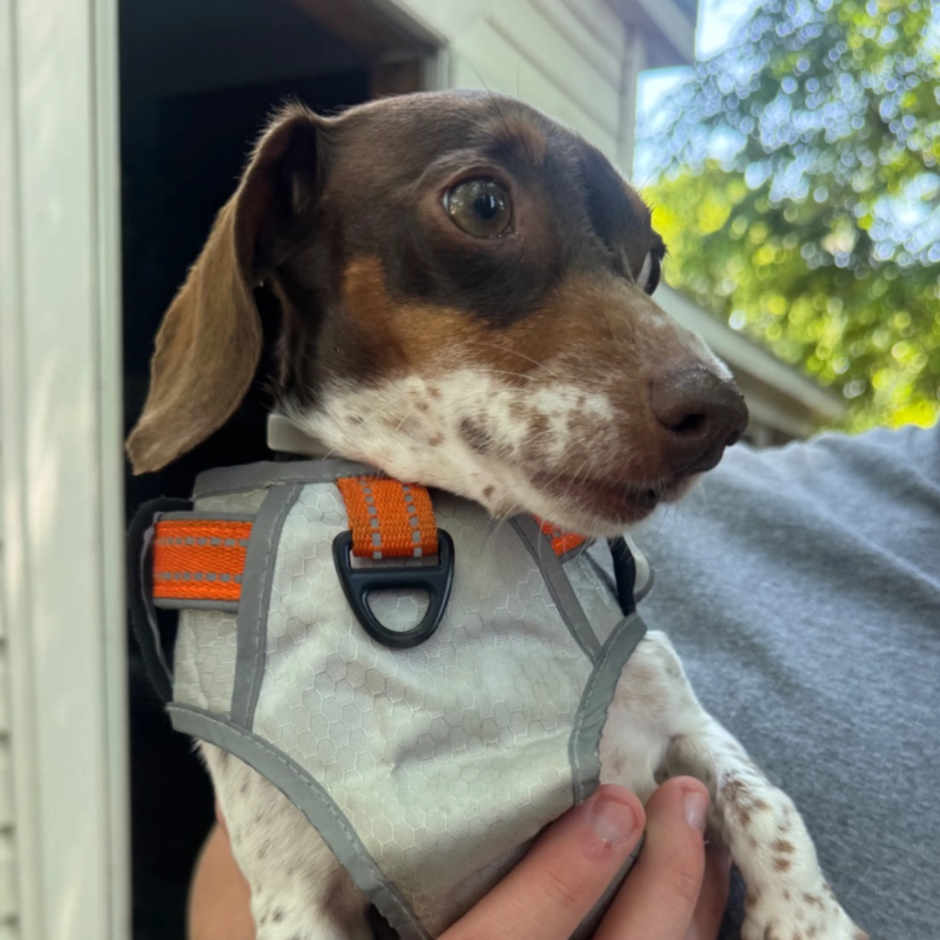 Found pet