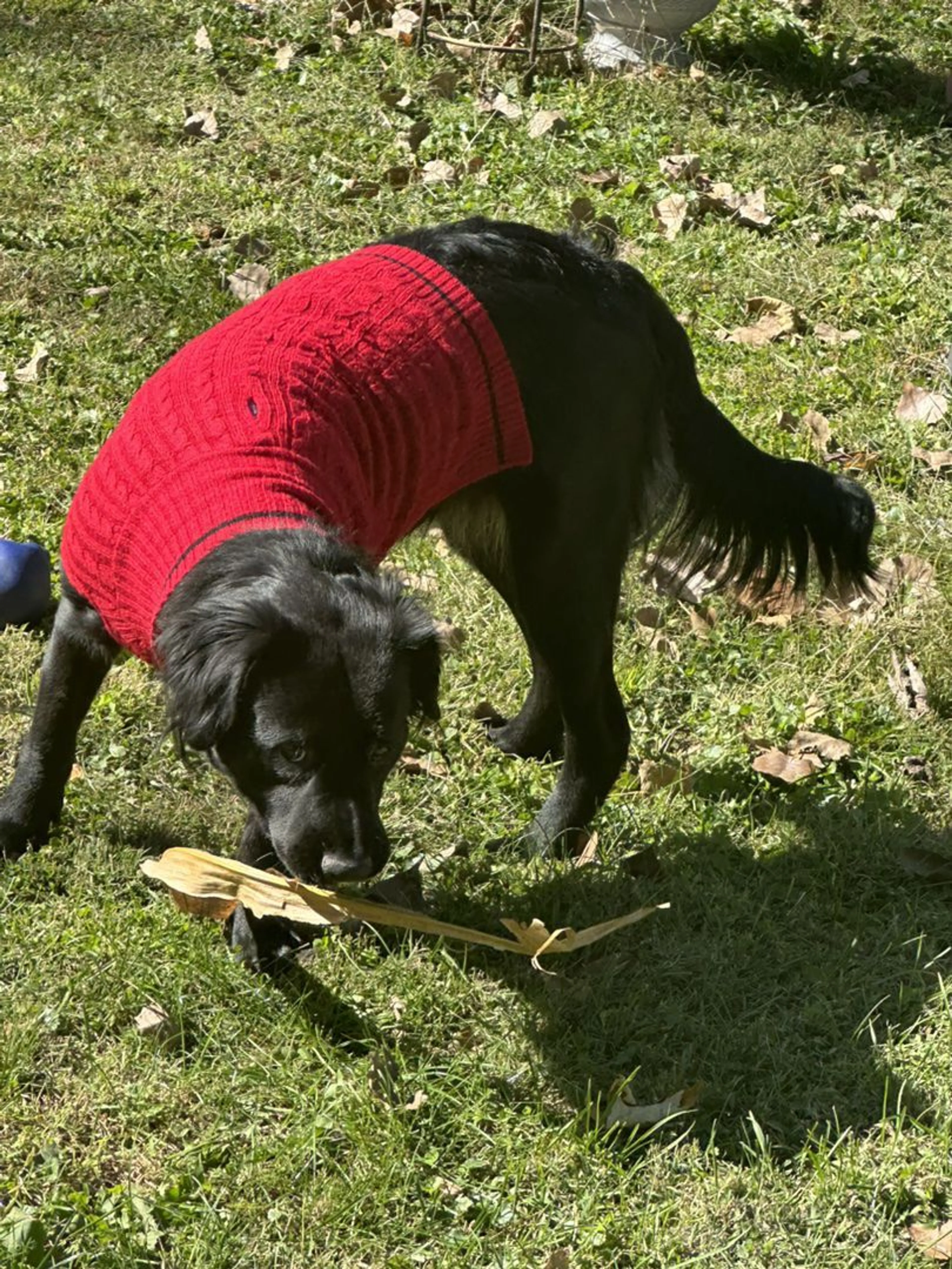 Lost pet-3