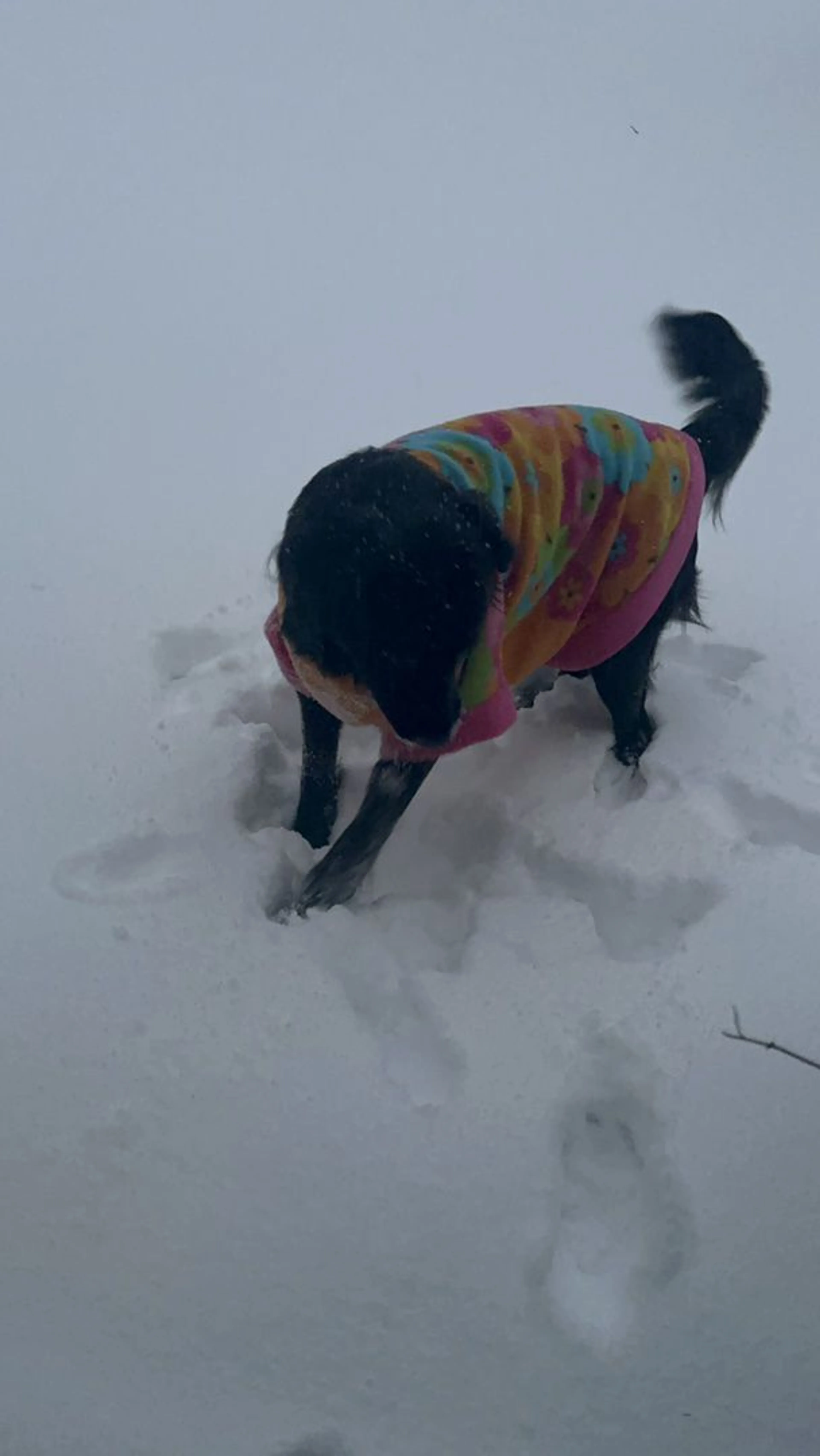 Lost pet-0