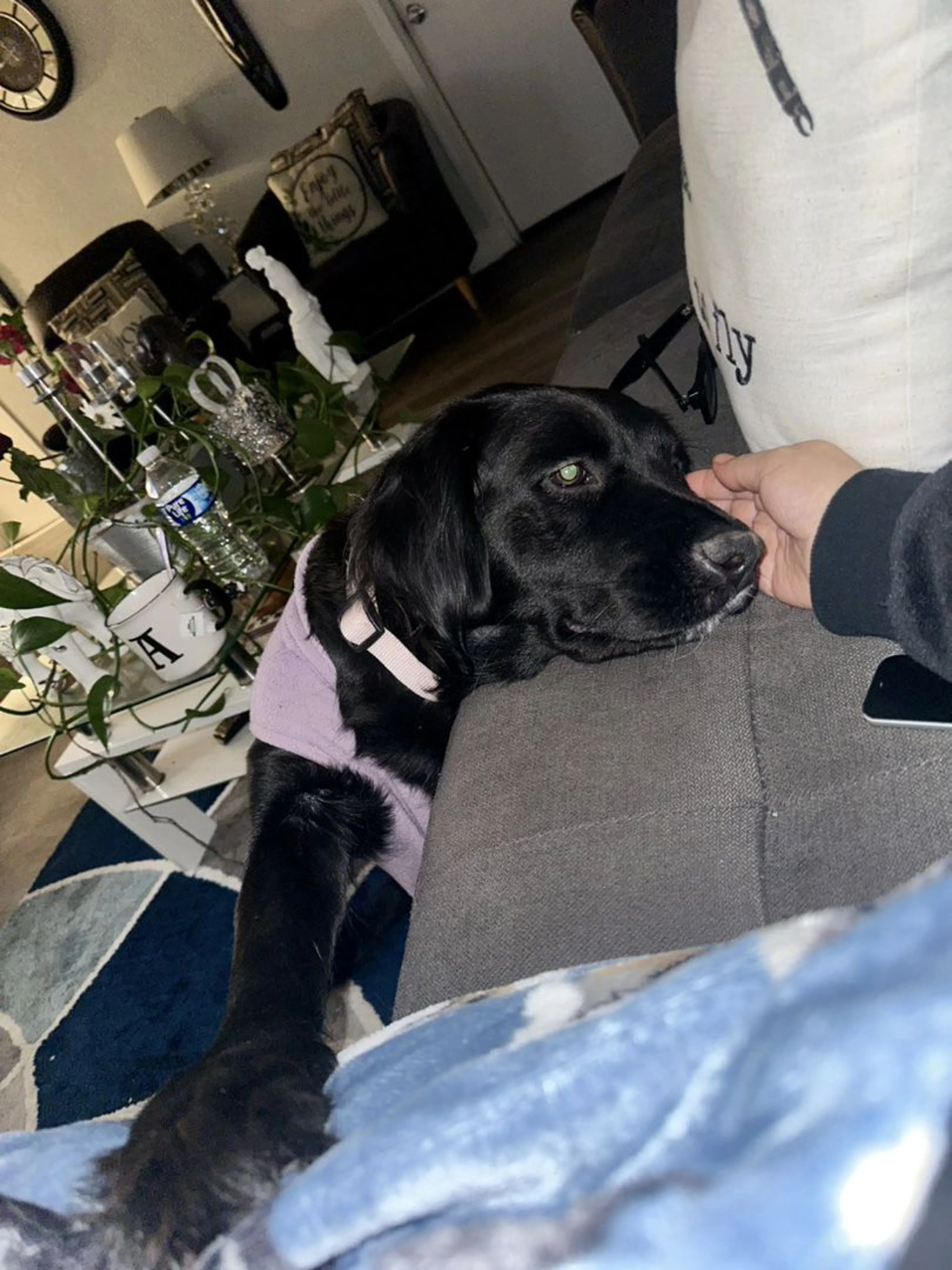 Lost pet-1