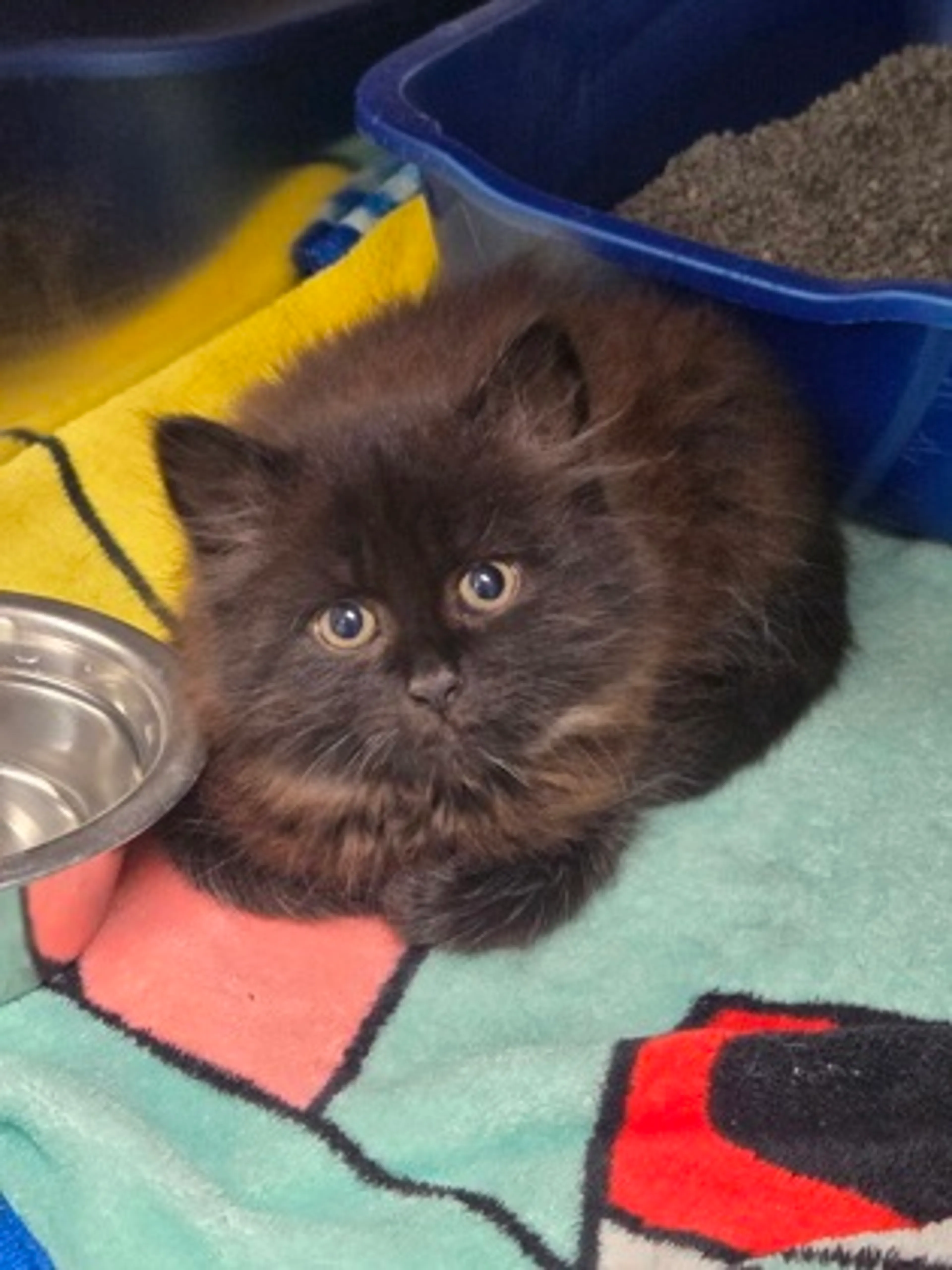 Found pet
