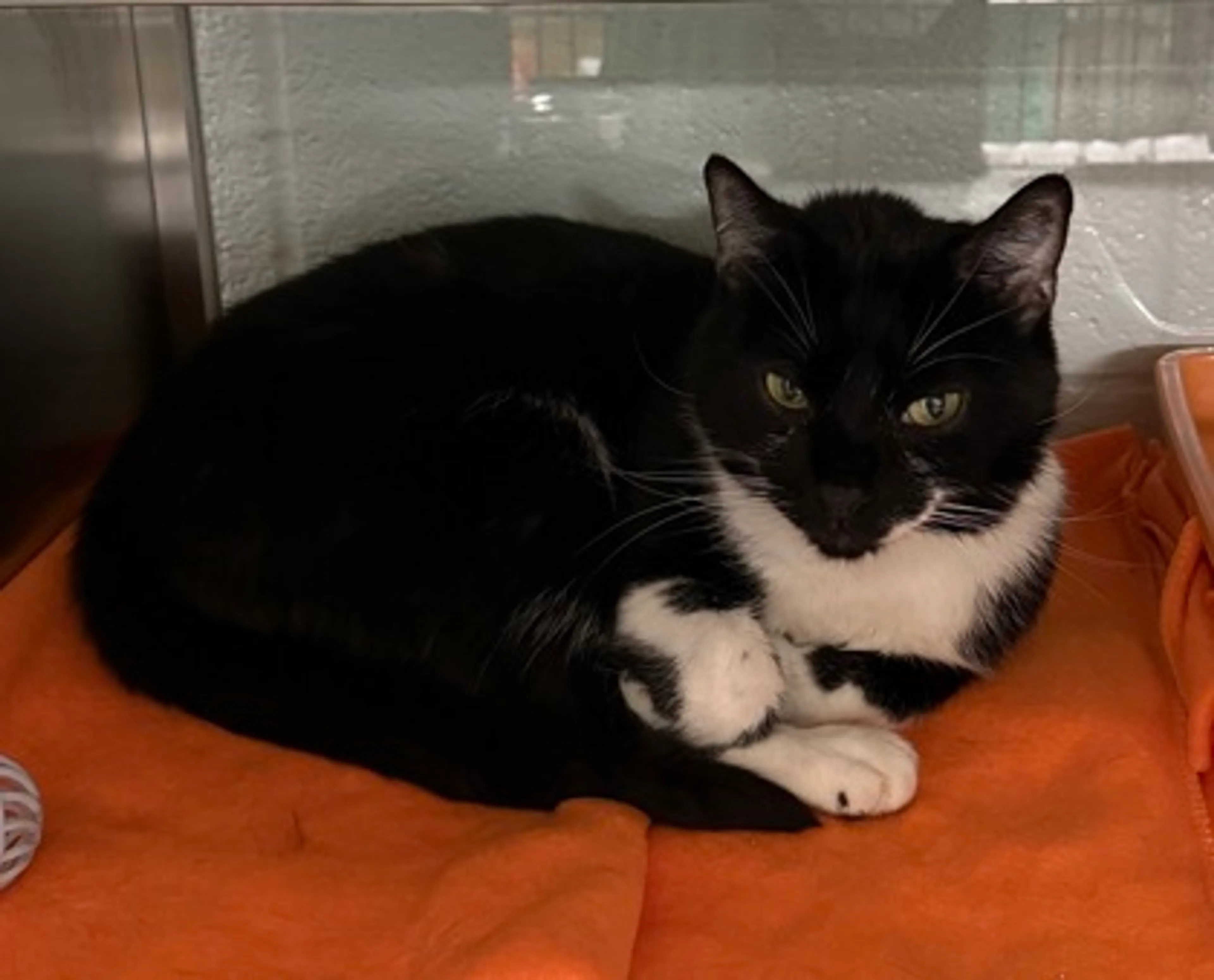 Found pet-1