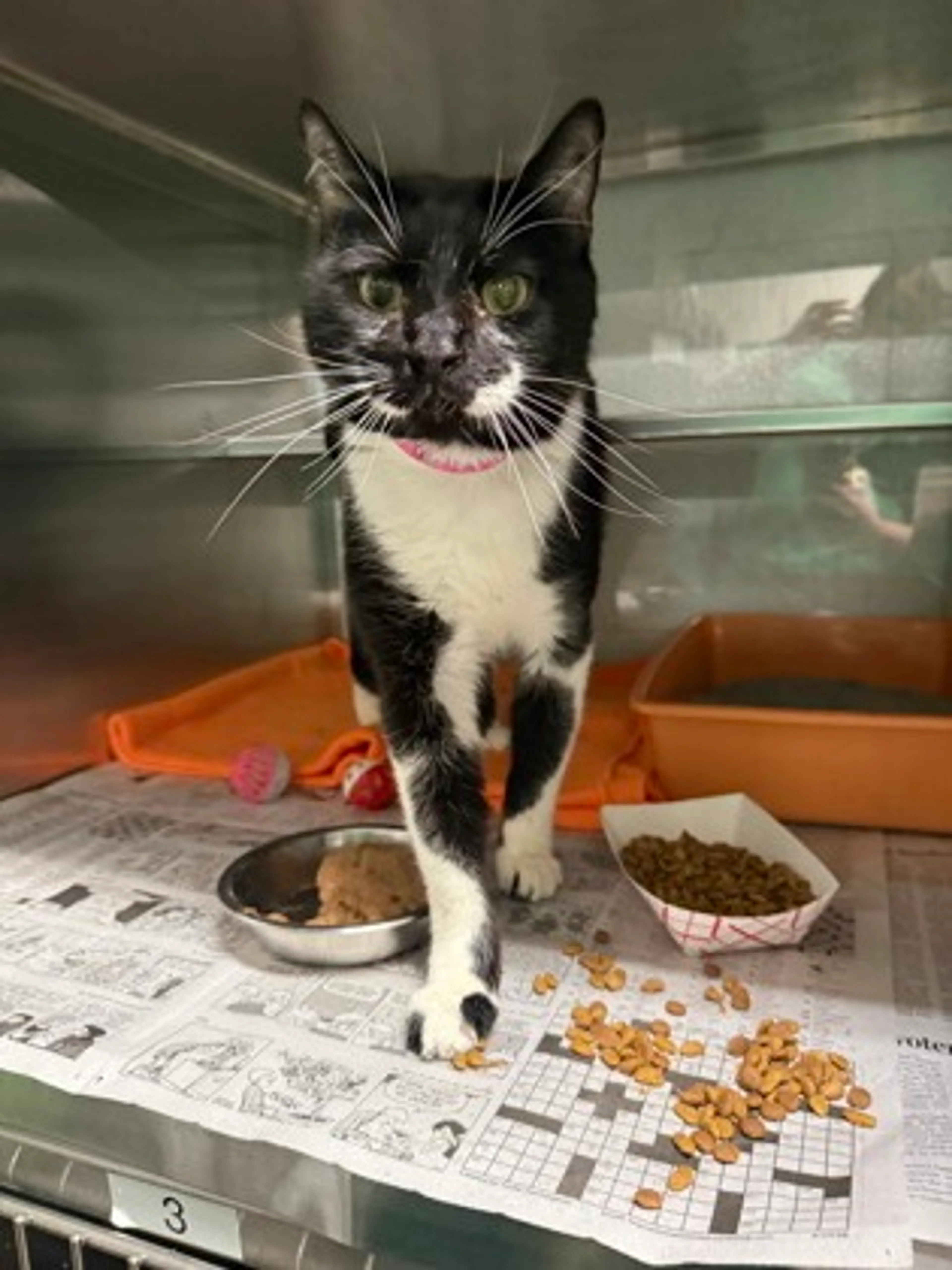 Found pet-2