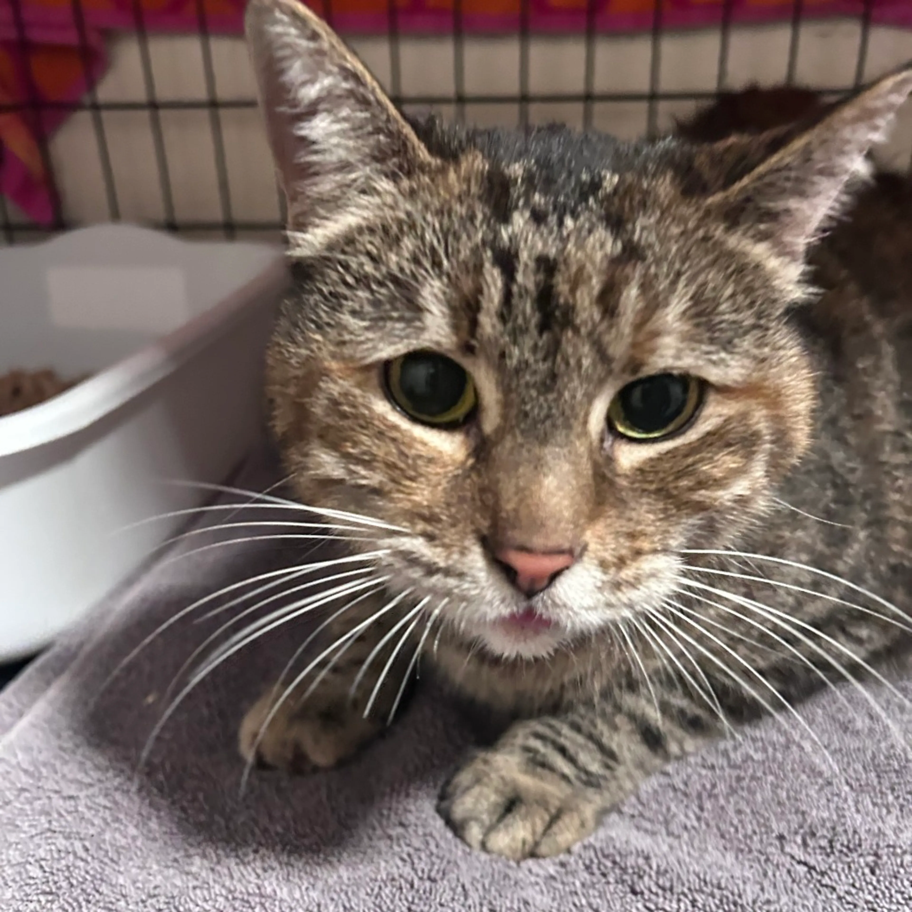 Found pet-1