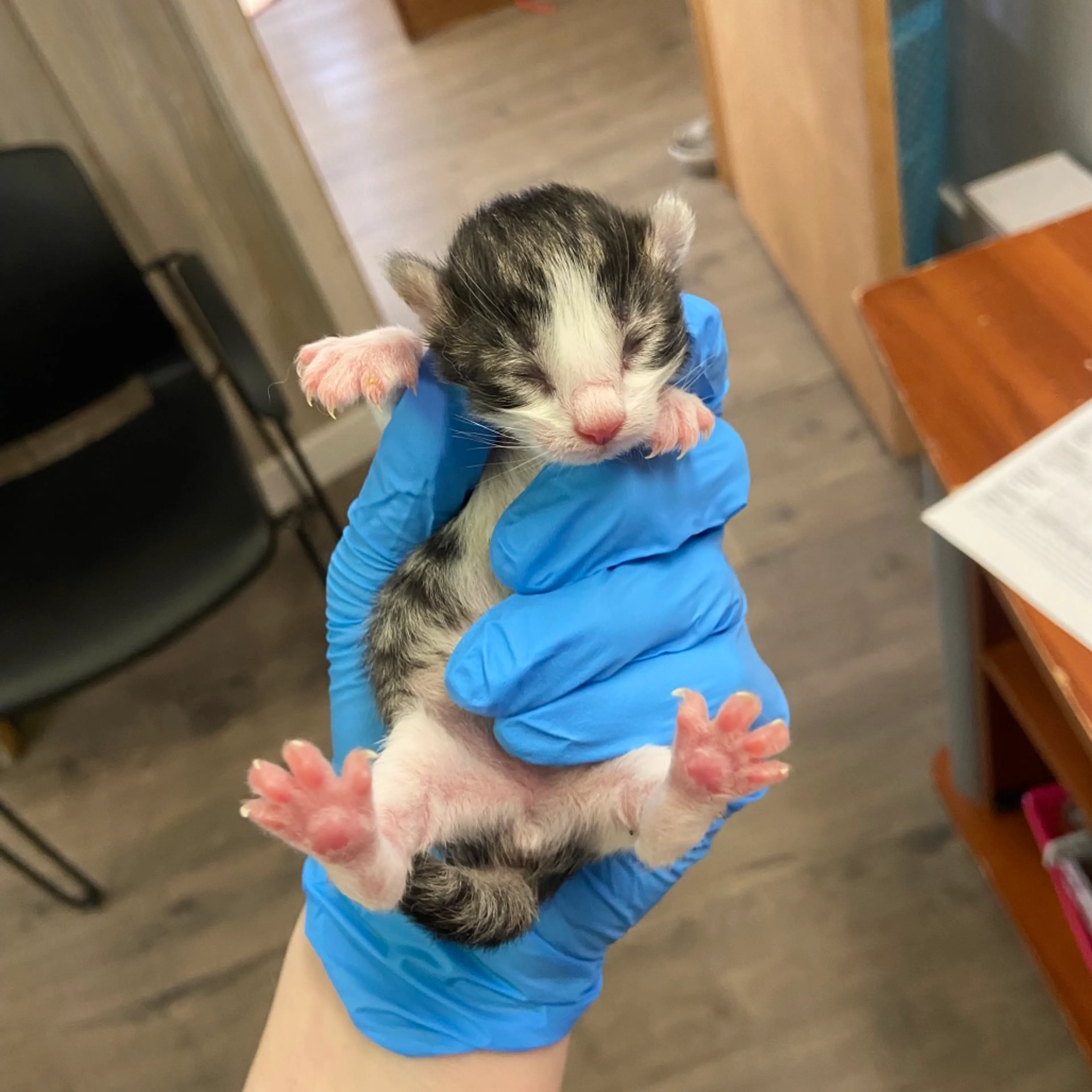 Found pet