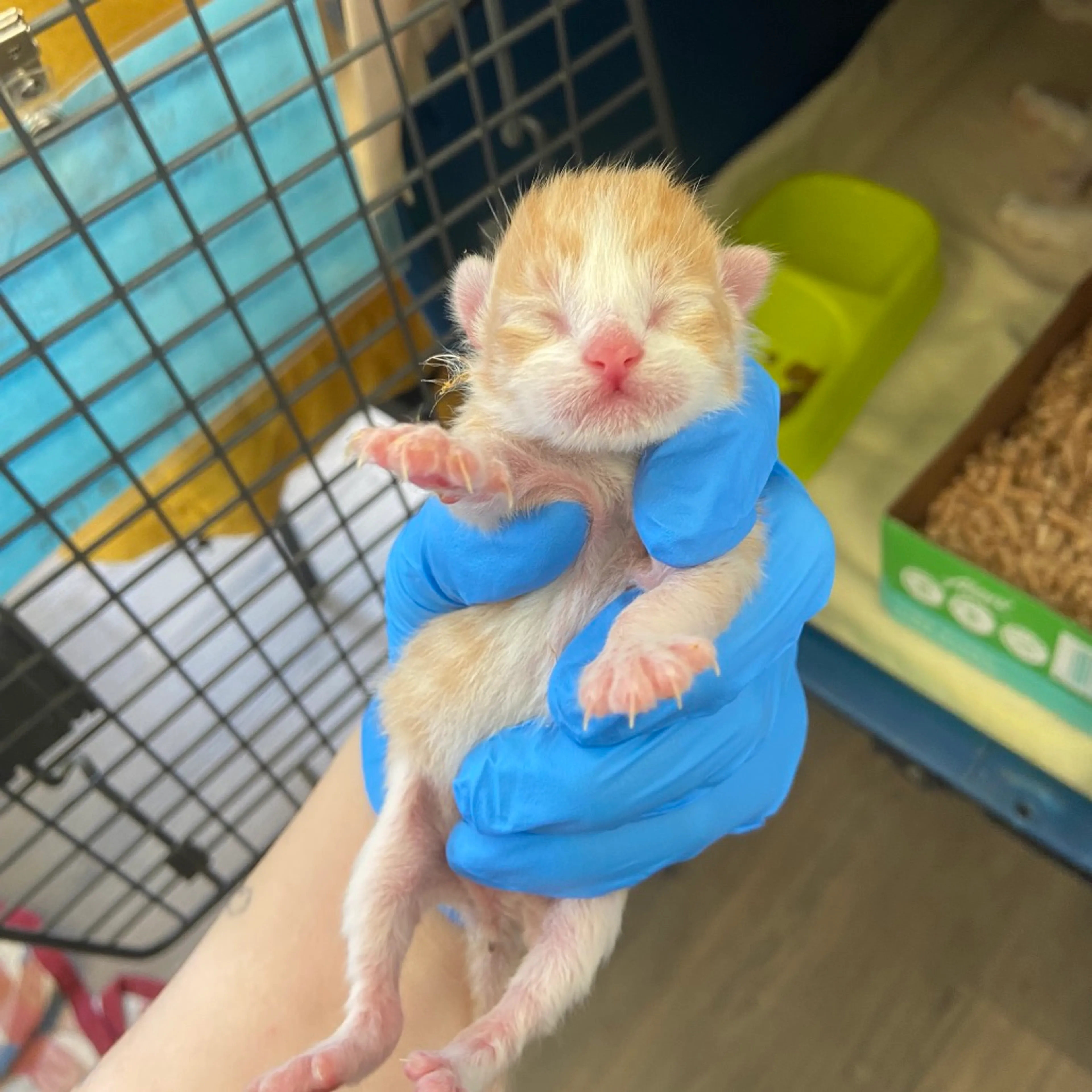 Found pet