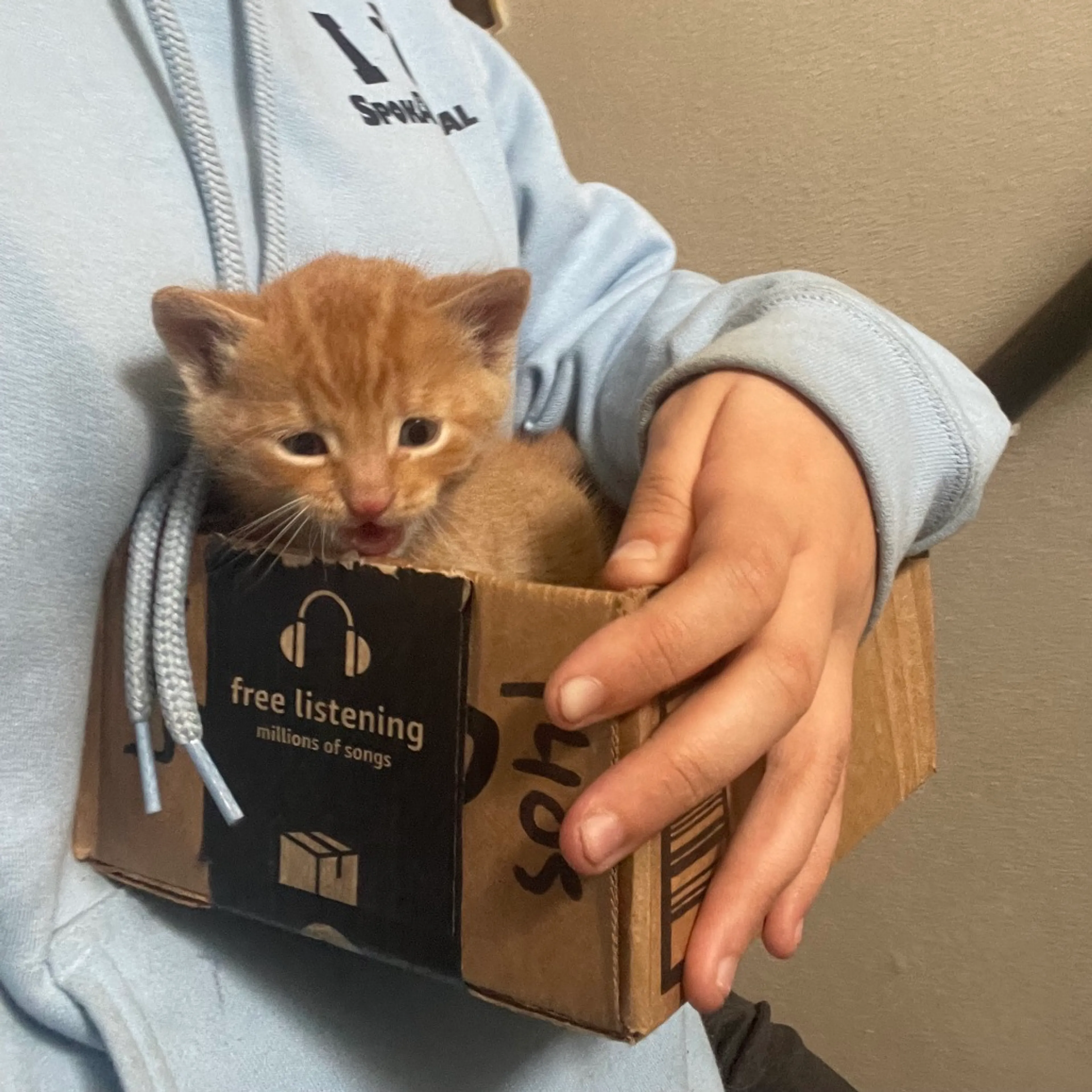 Found pet-1