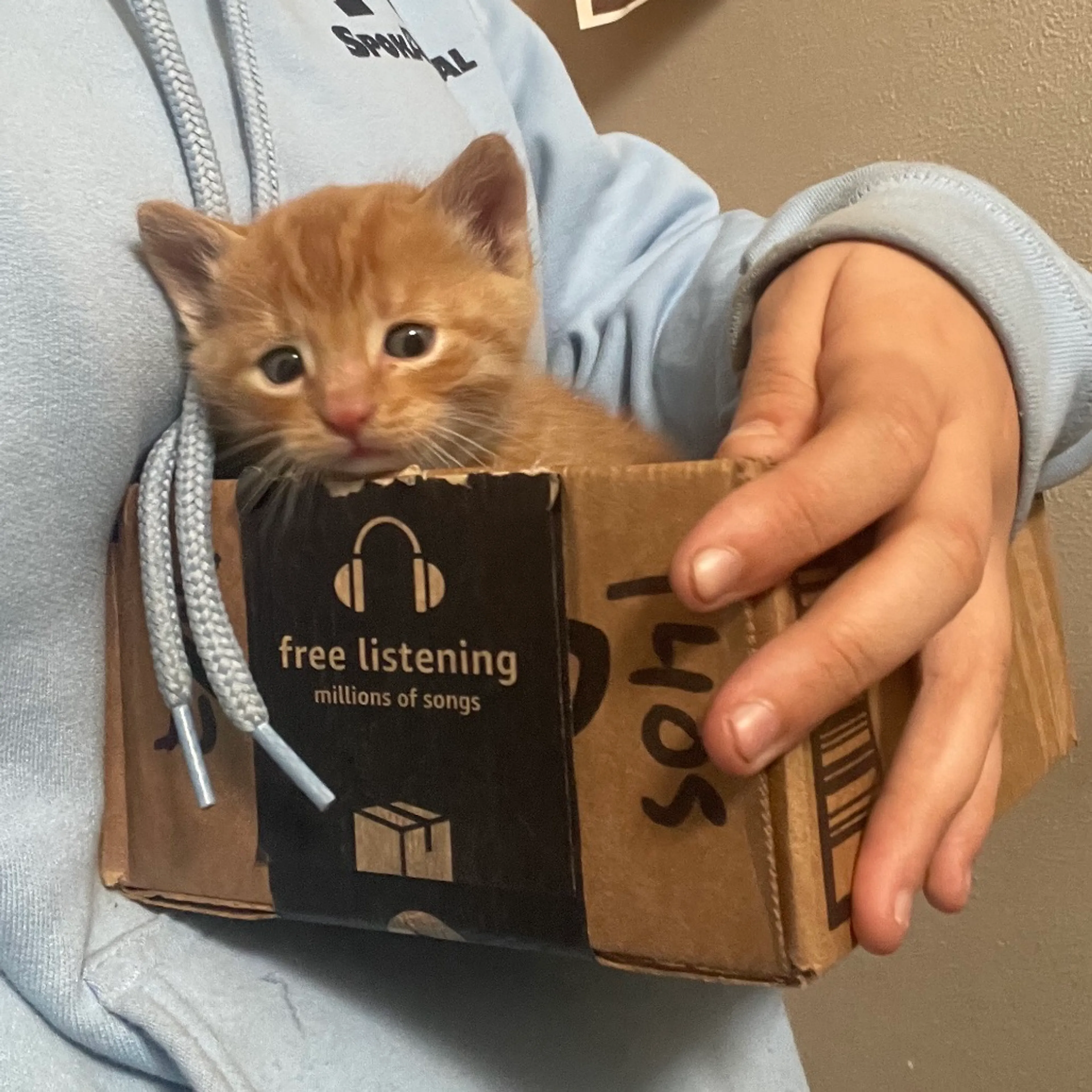 Found pet-0