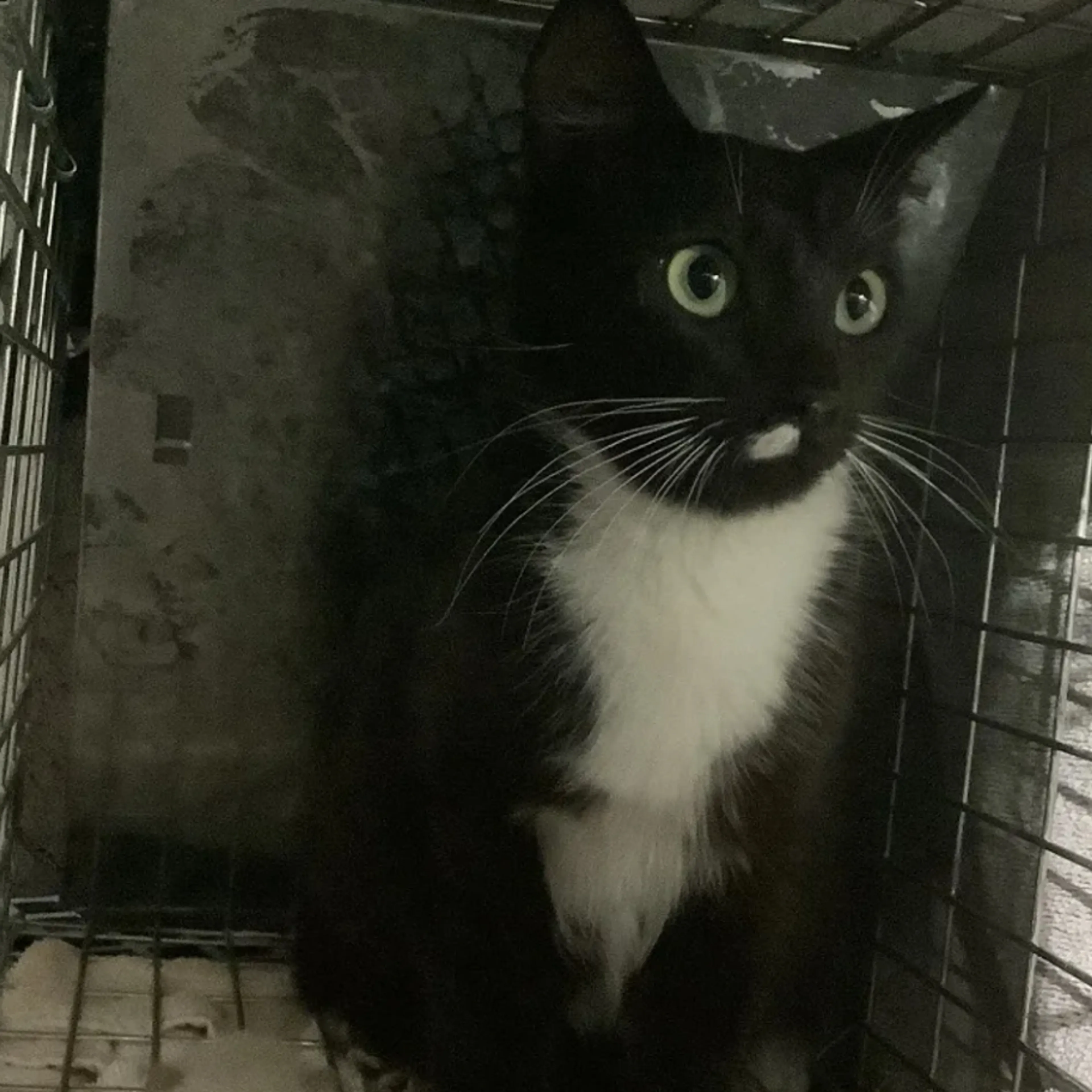 Lost pet