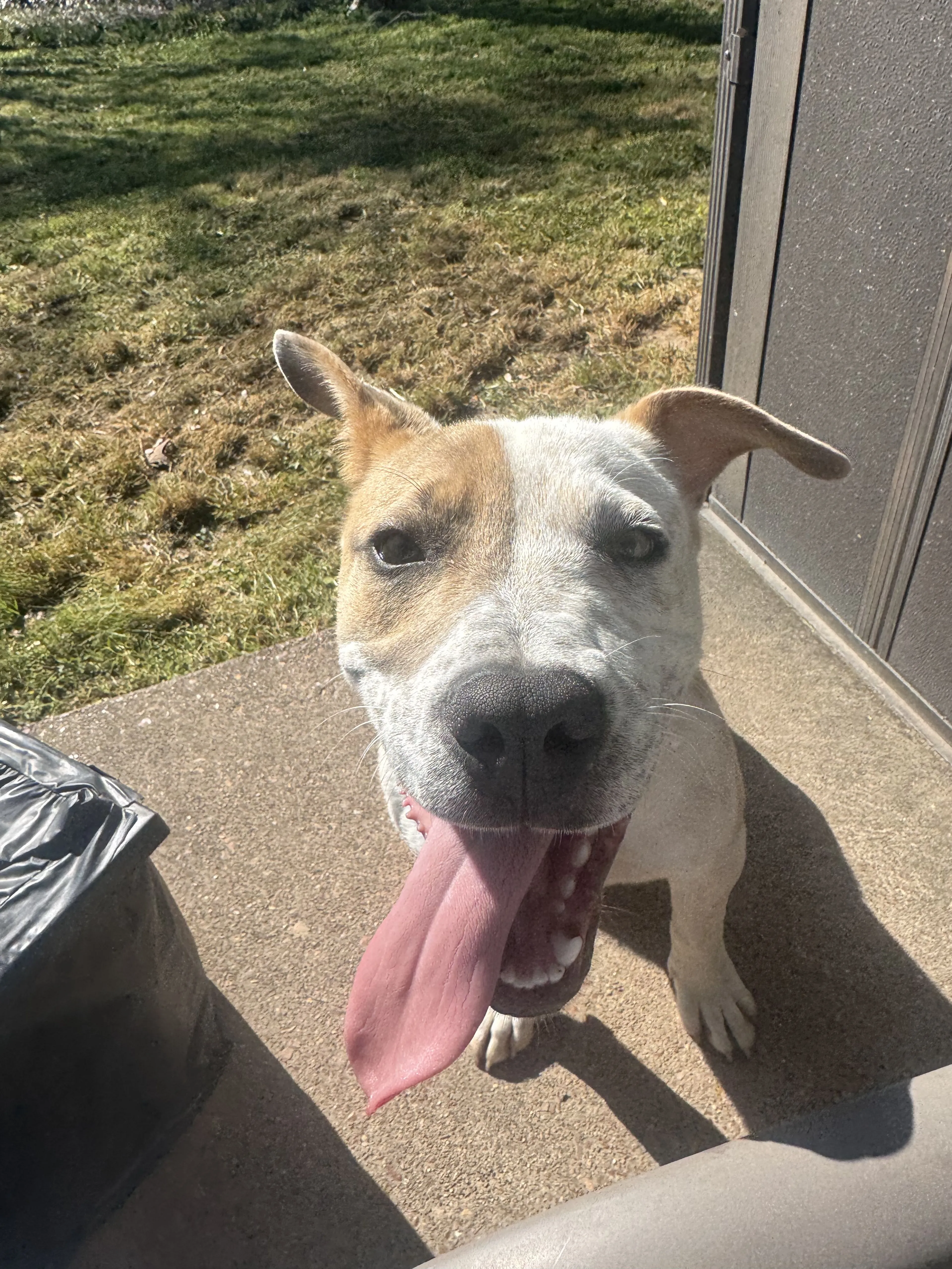 Lost pet-1