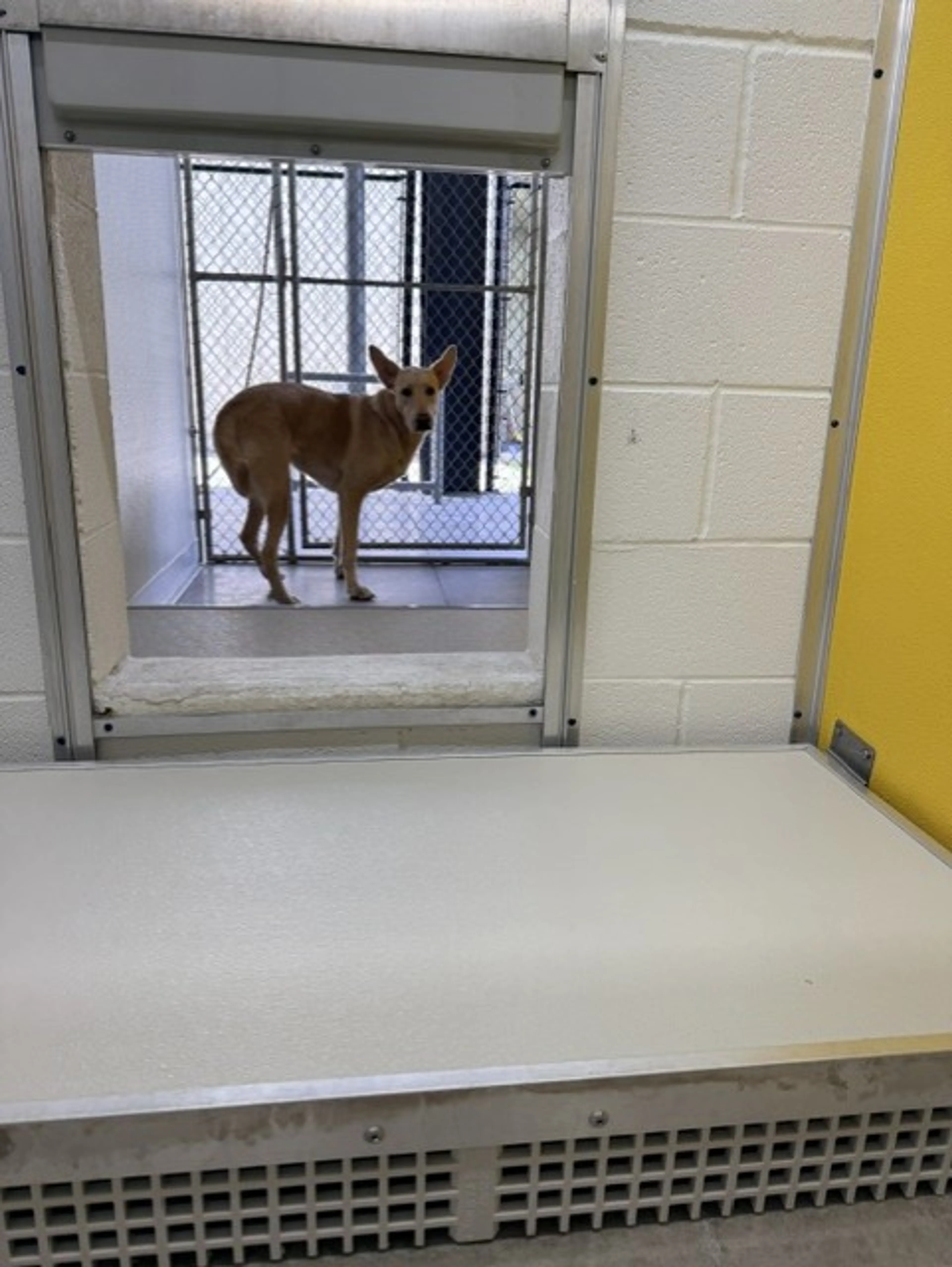 Found pet