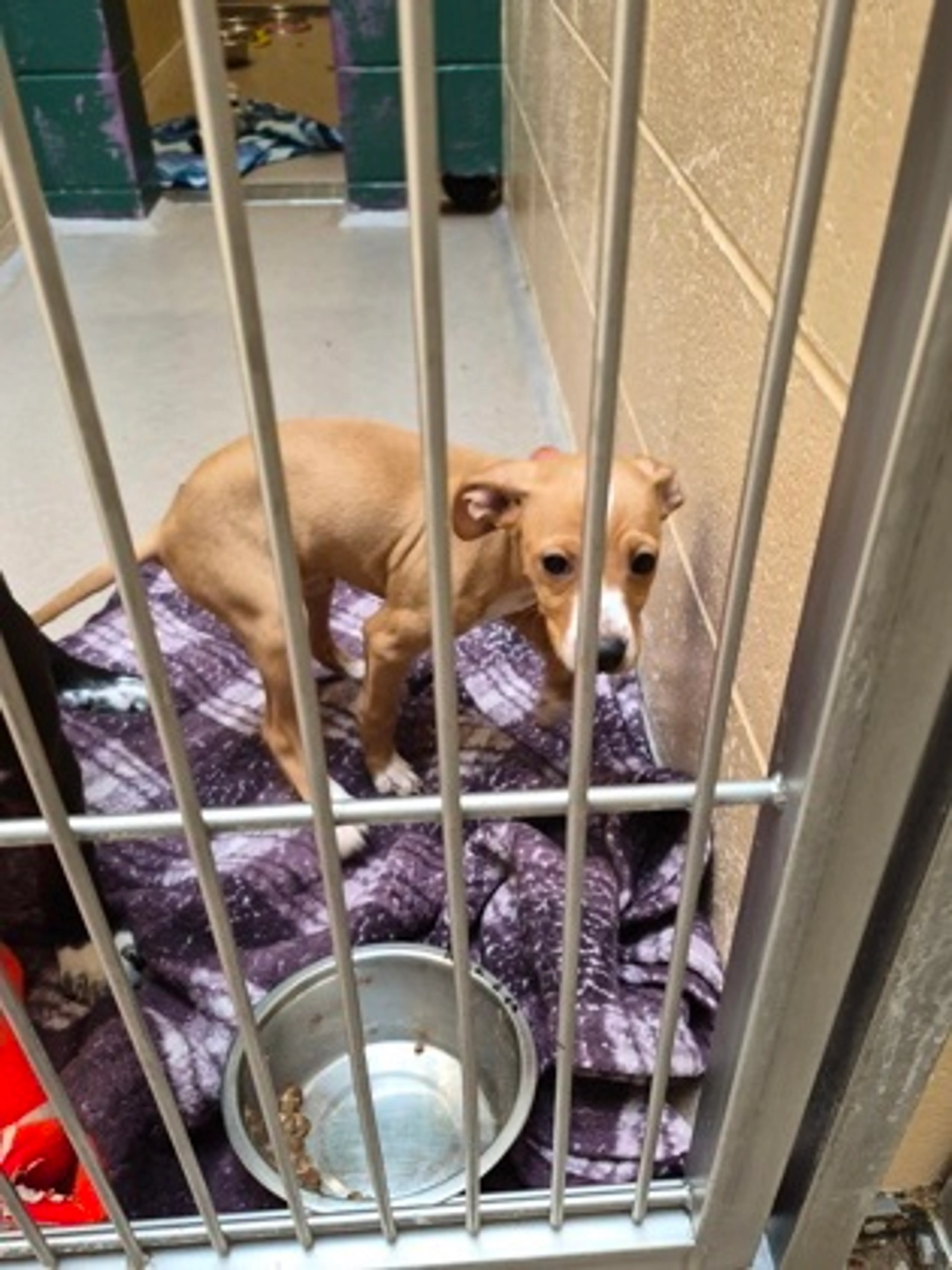 Found pet