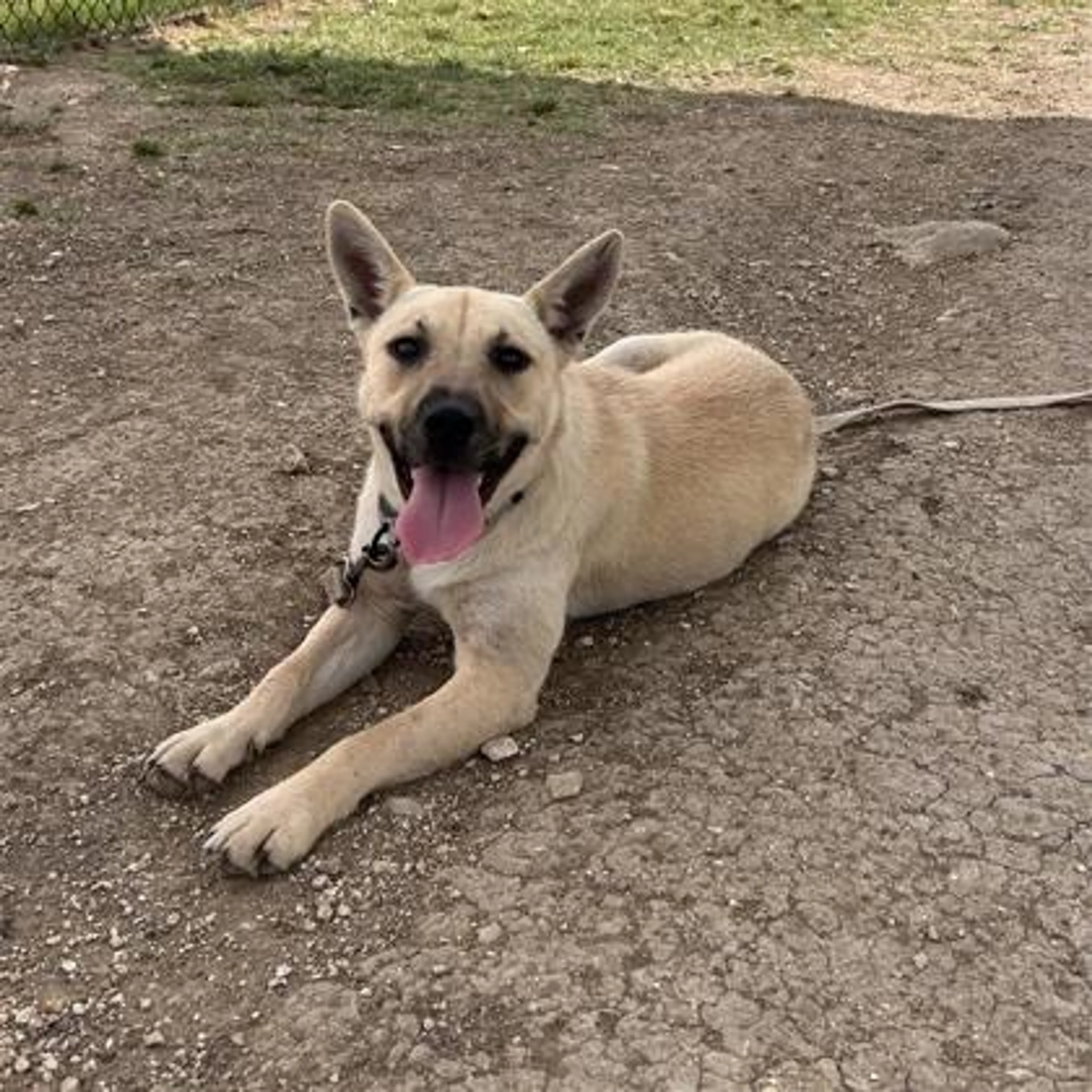 Found pet-1