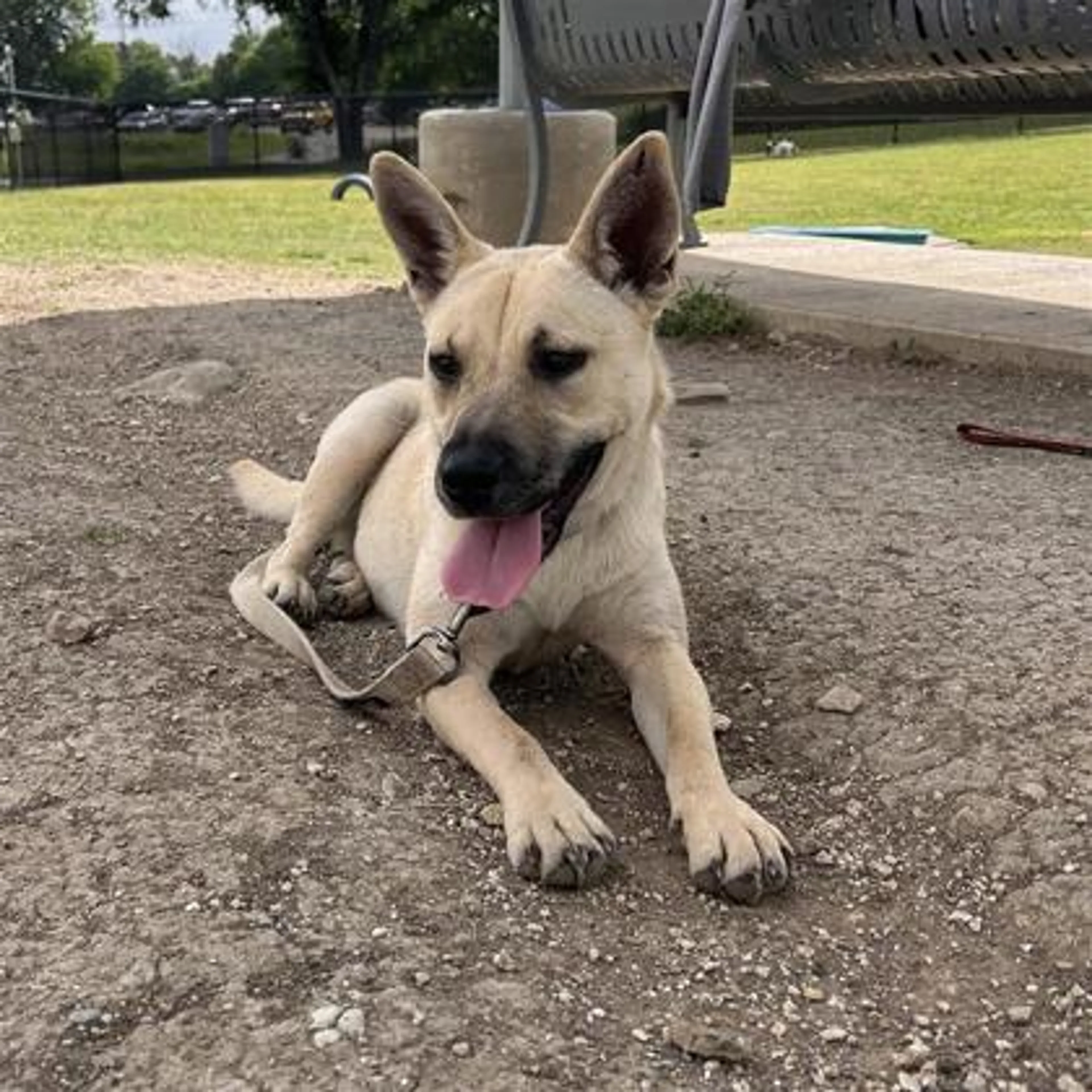 Found pet-2