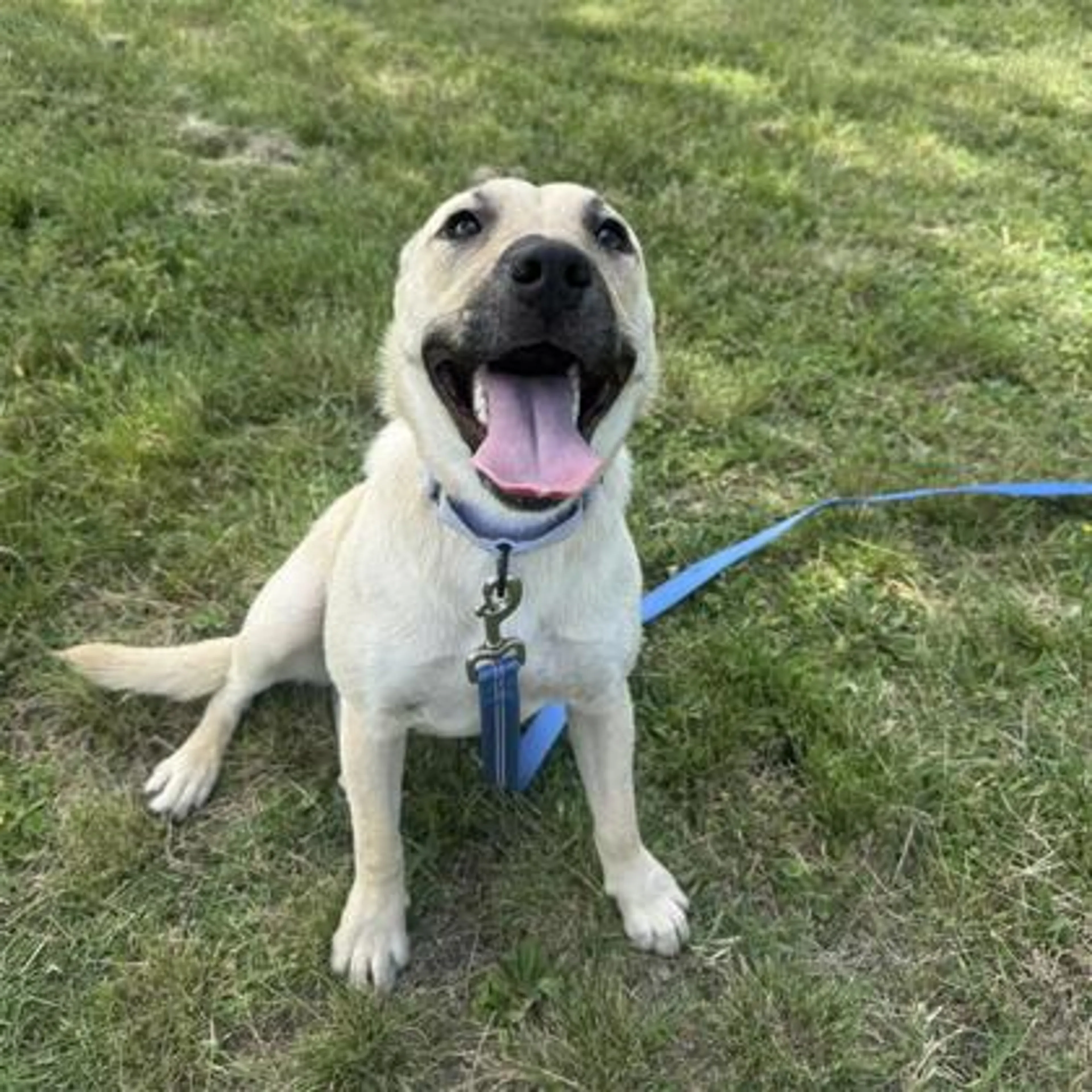 Found pet-2