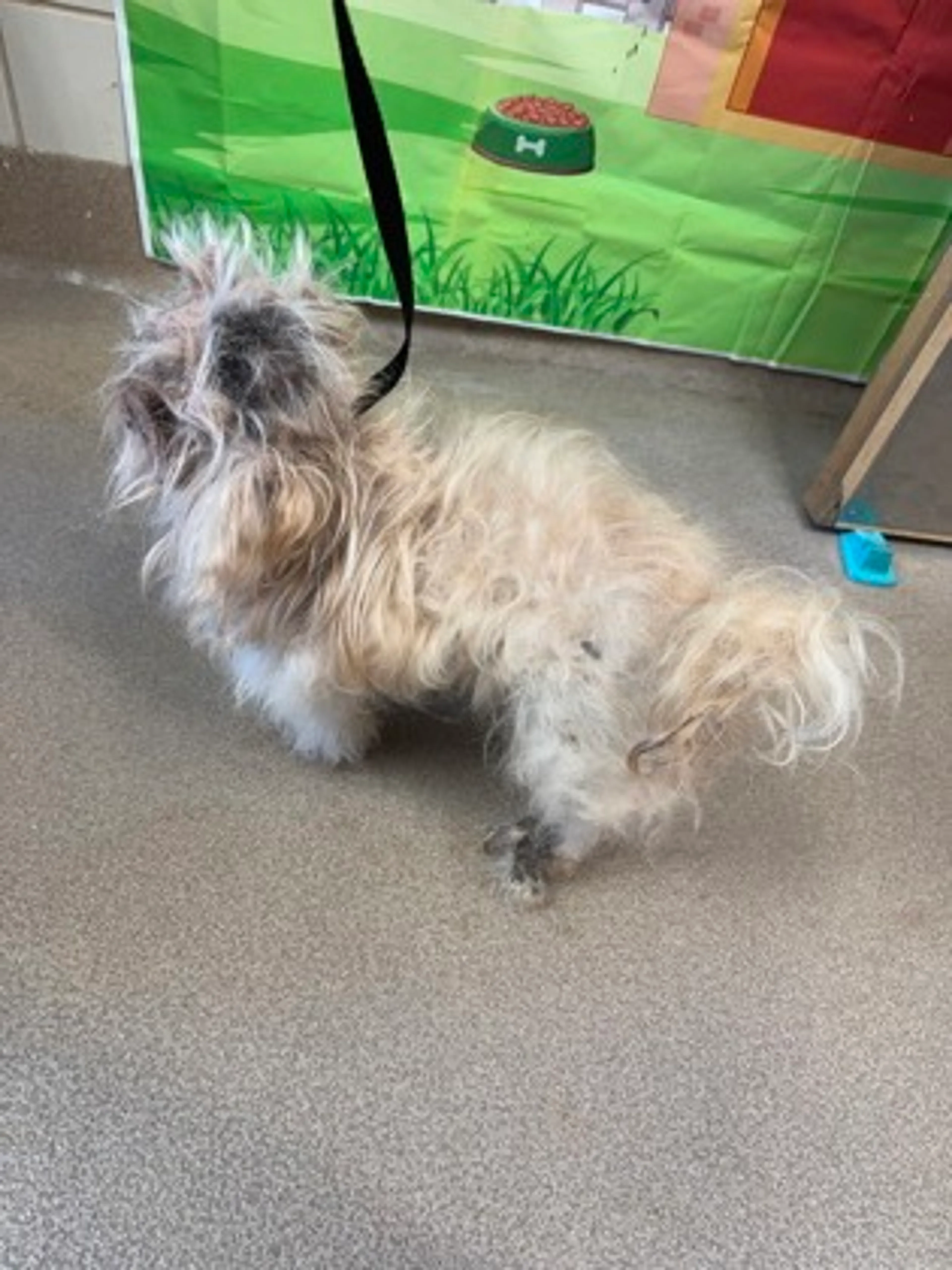 Found pet-2