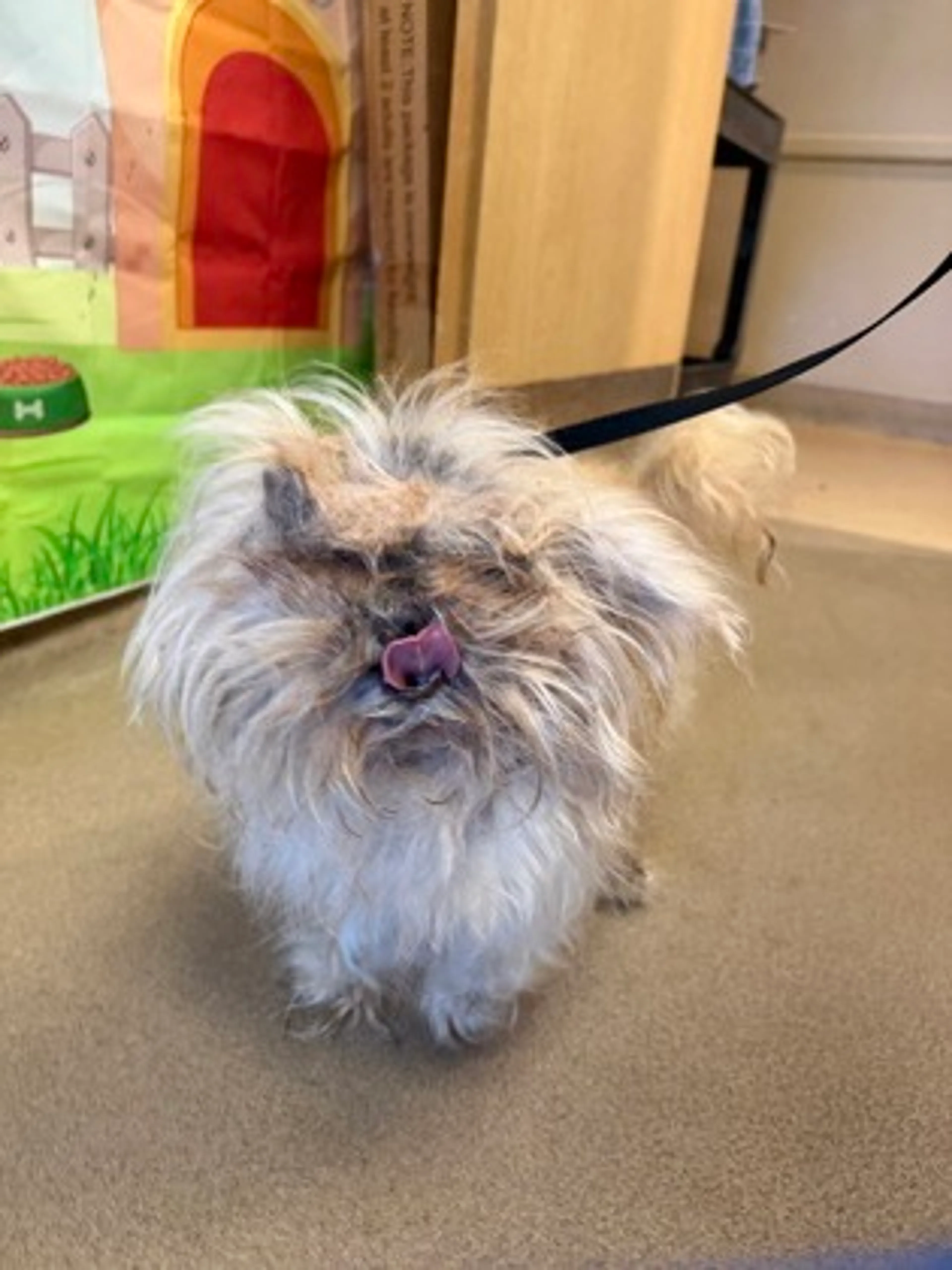 Found pet-1