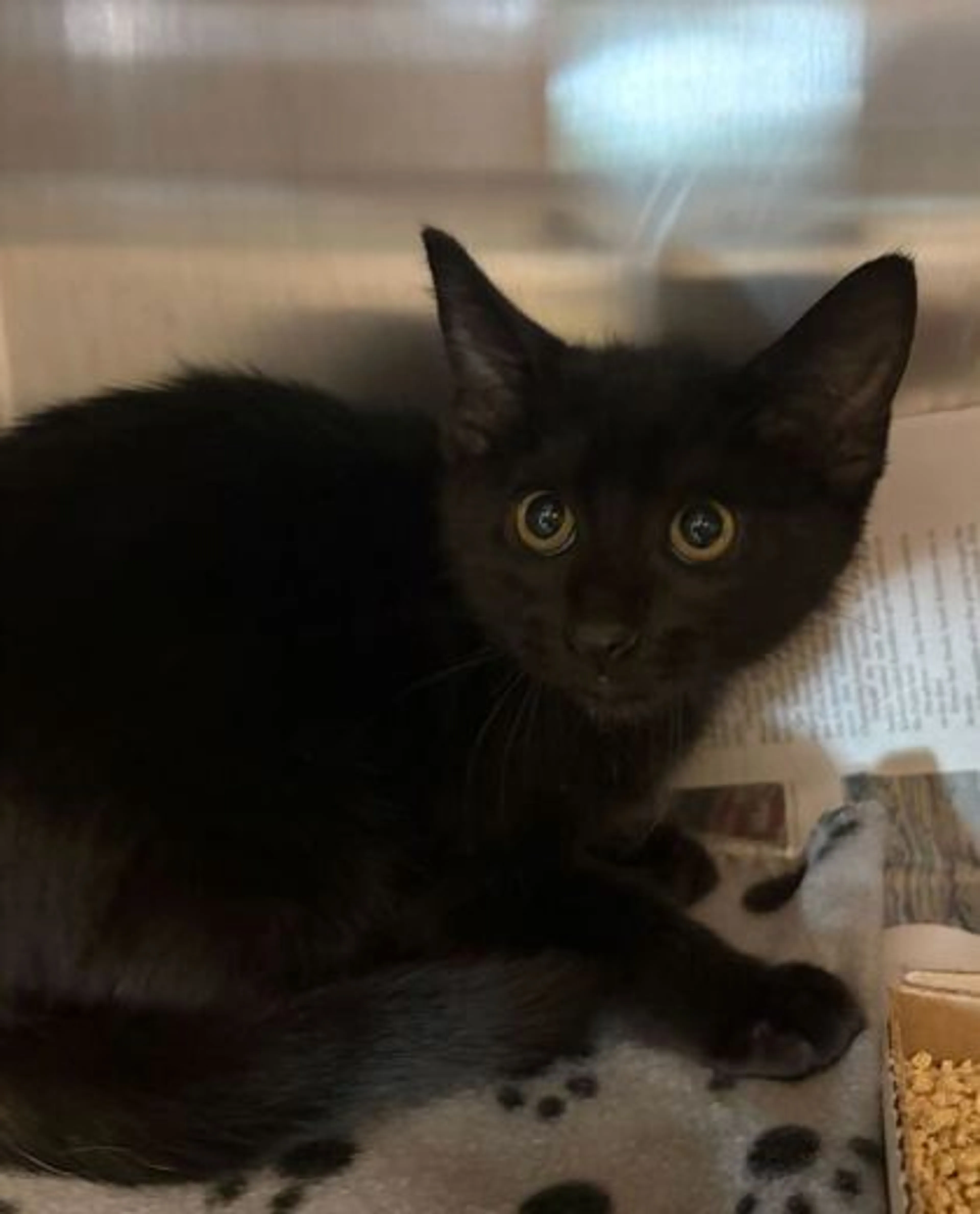 Found pet