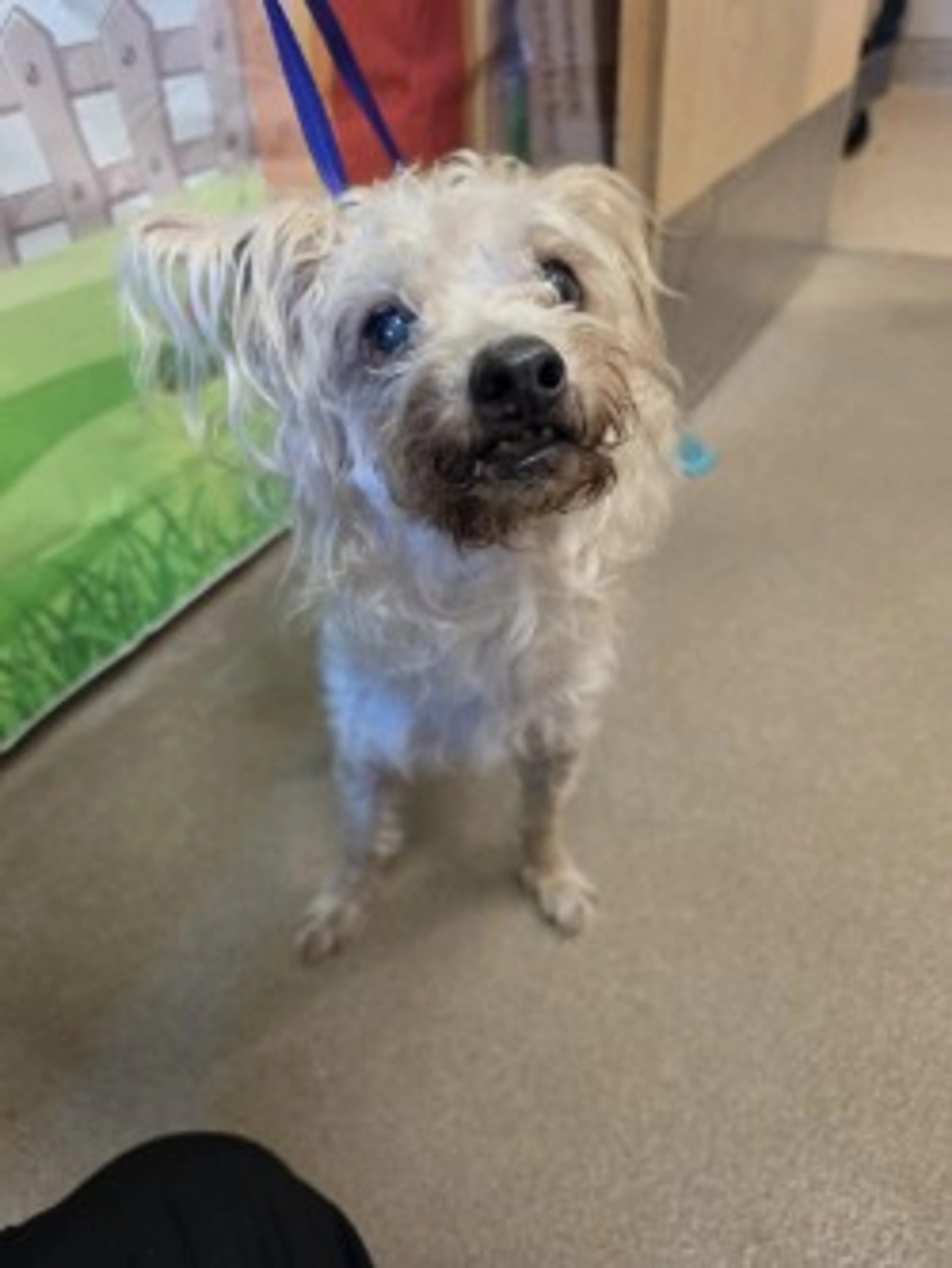 Found pet