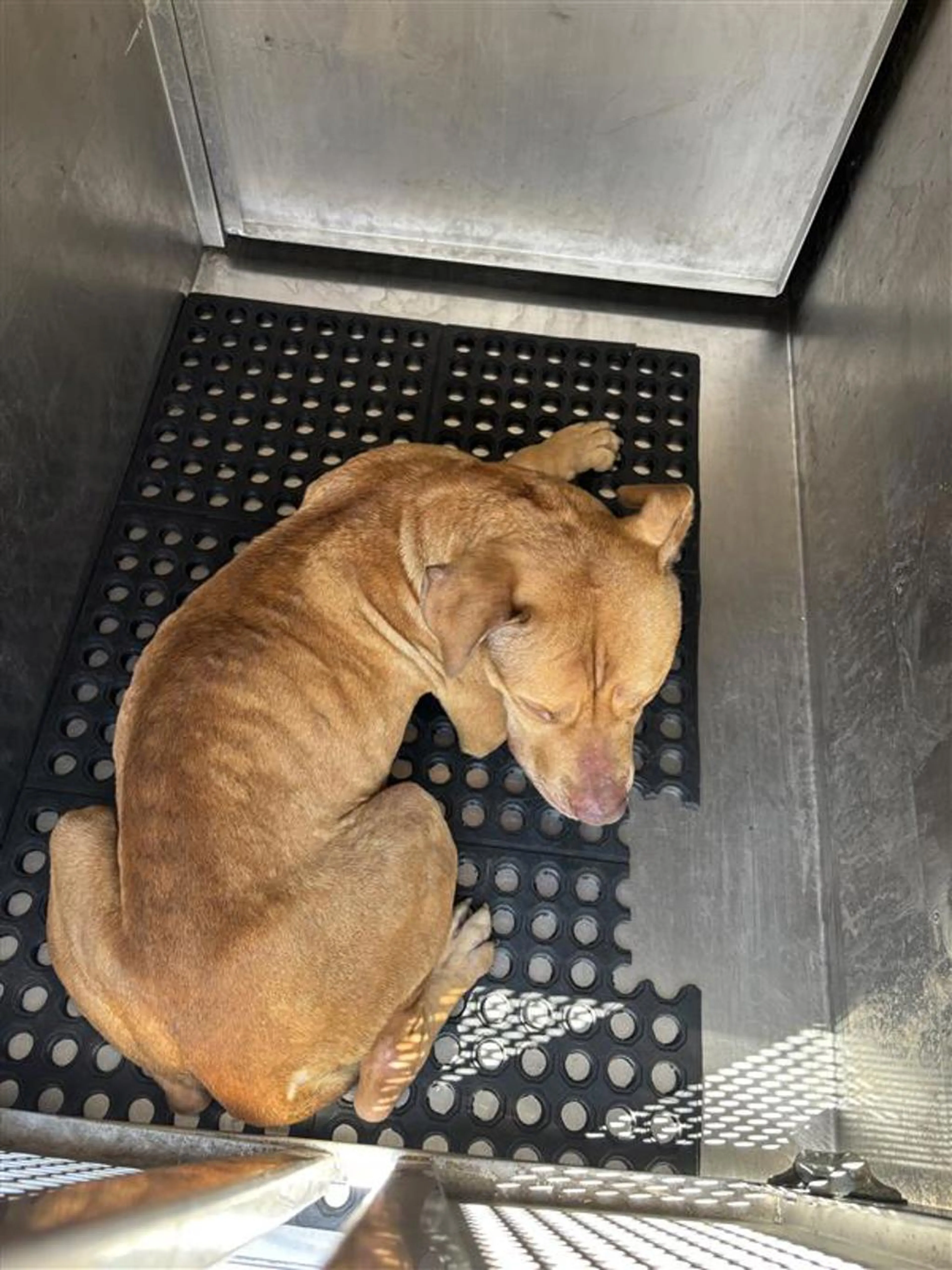 Found pet