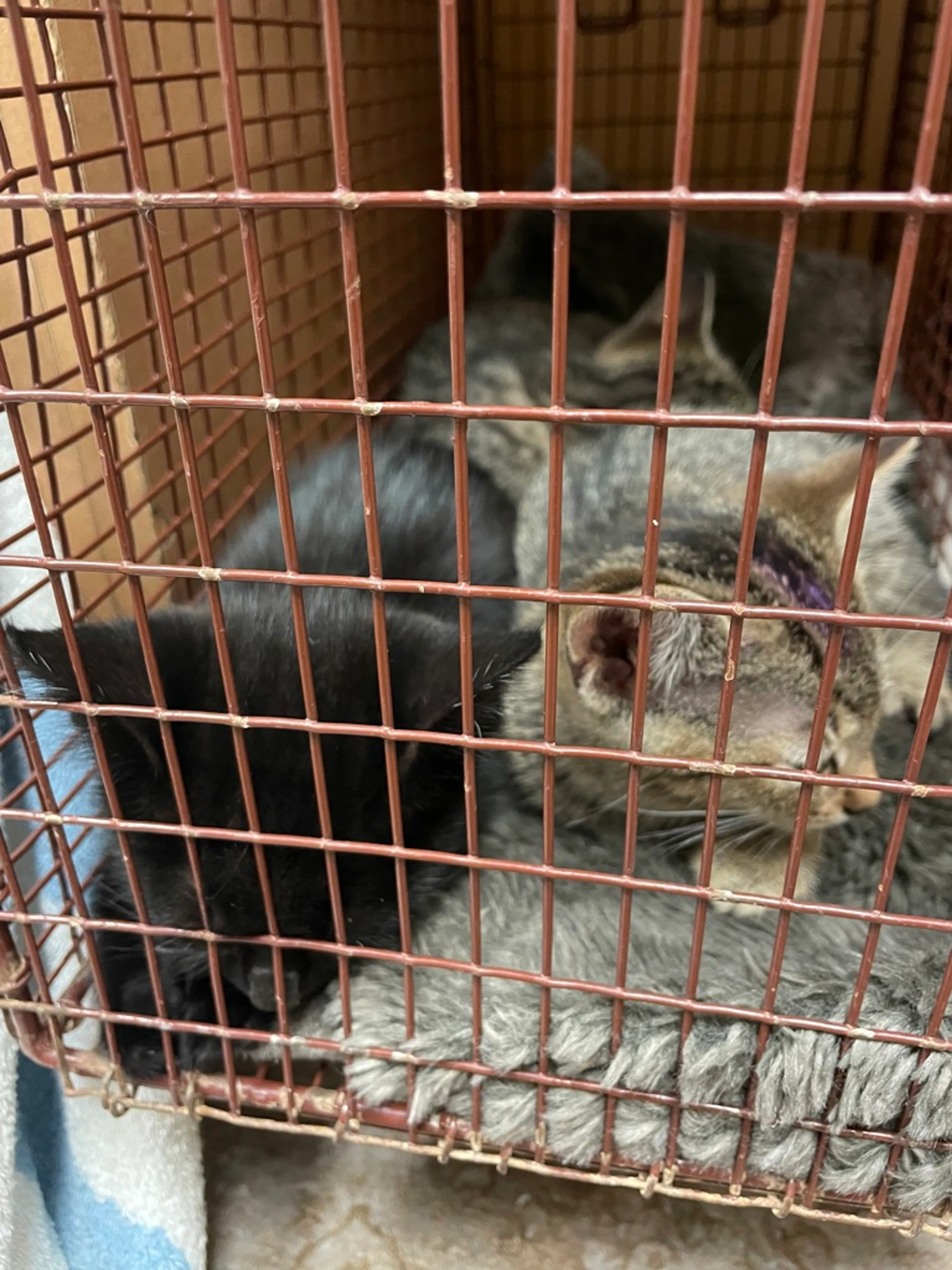 Found pet