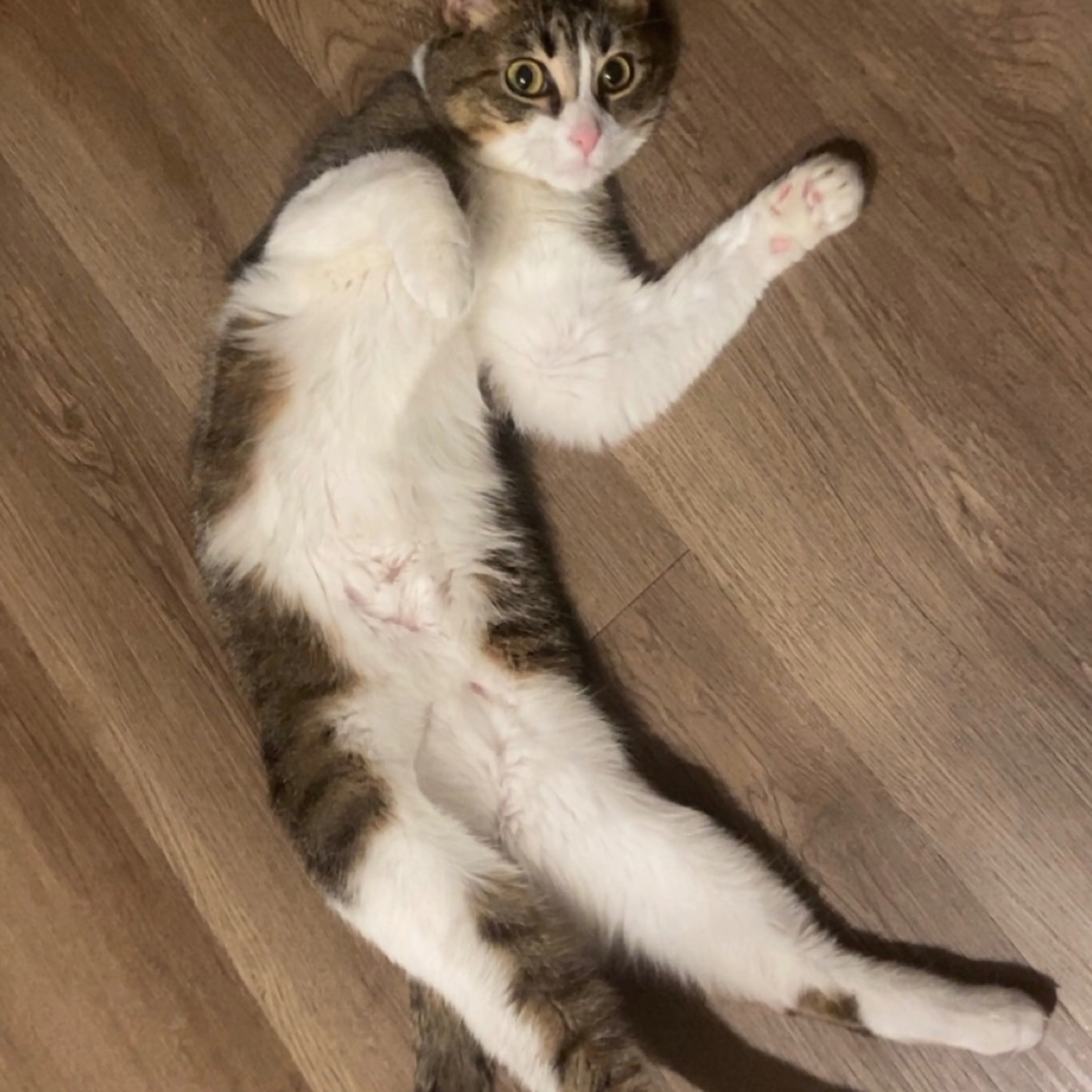 Lost pet-2