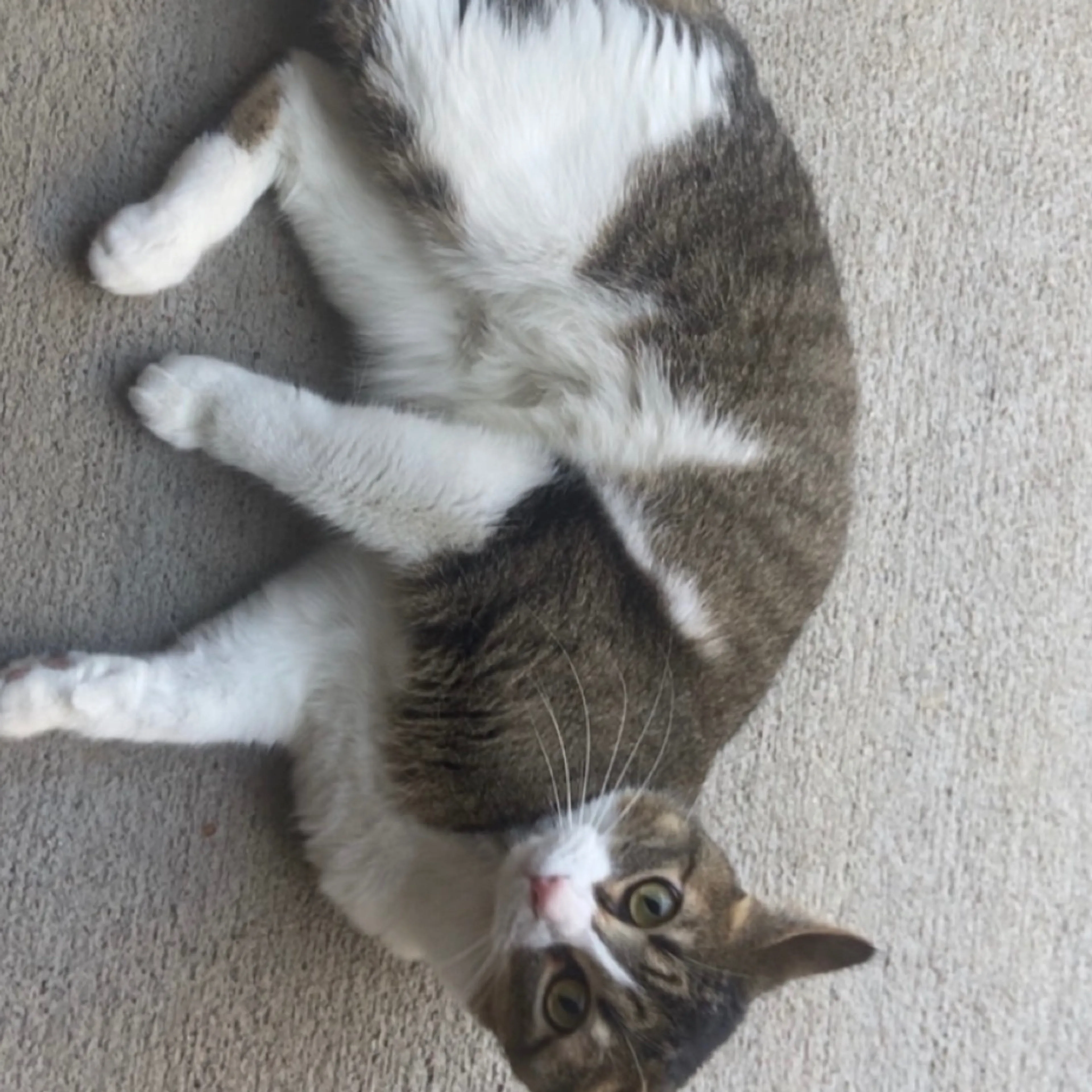 Lost pet-1