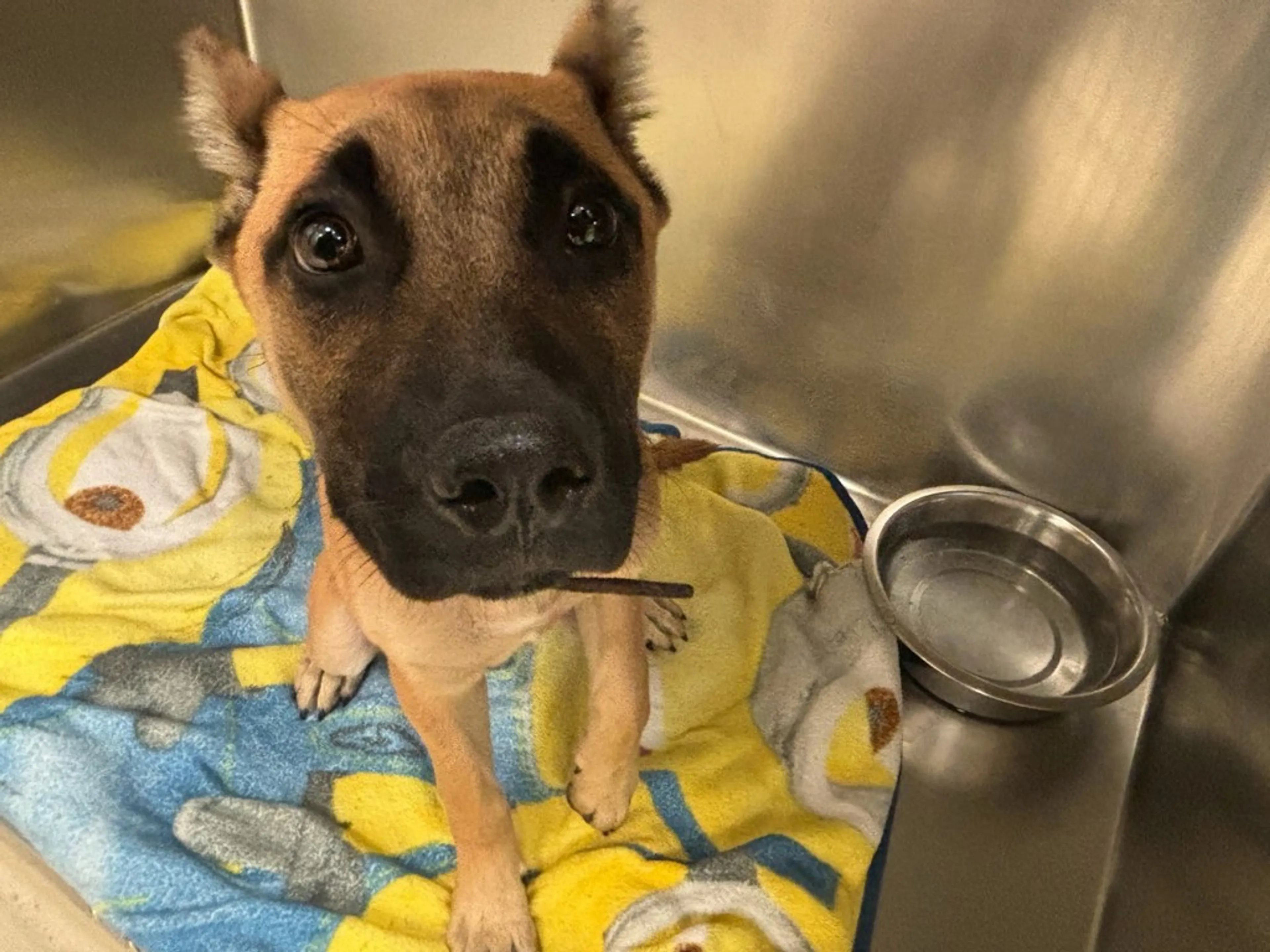 Found pet