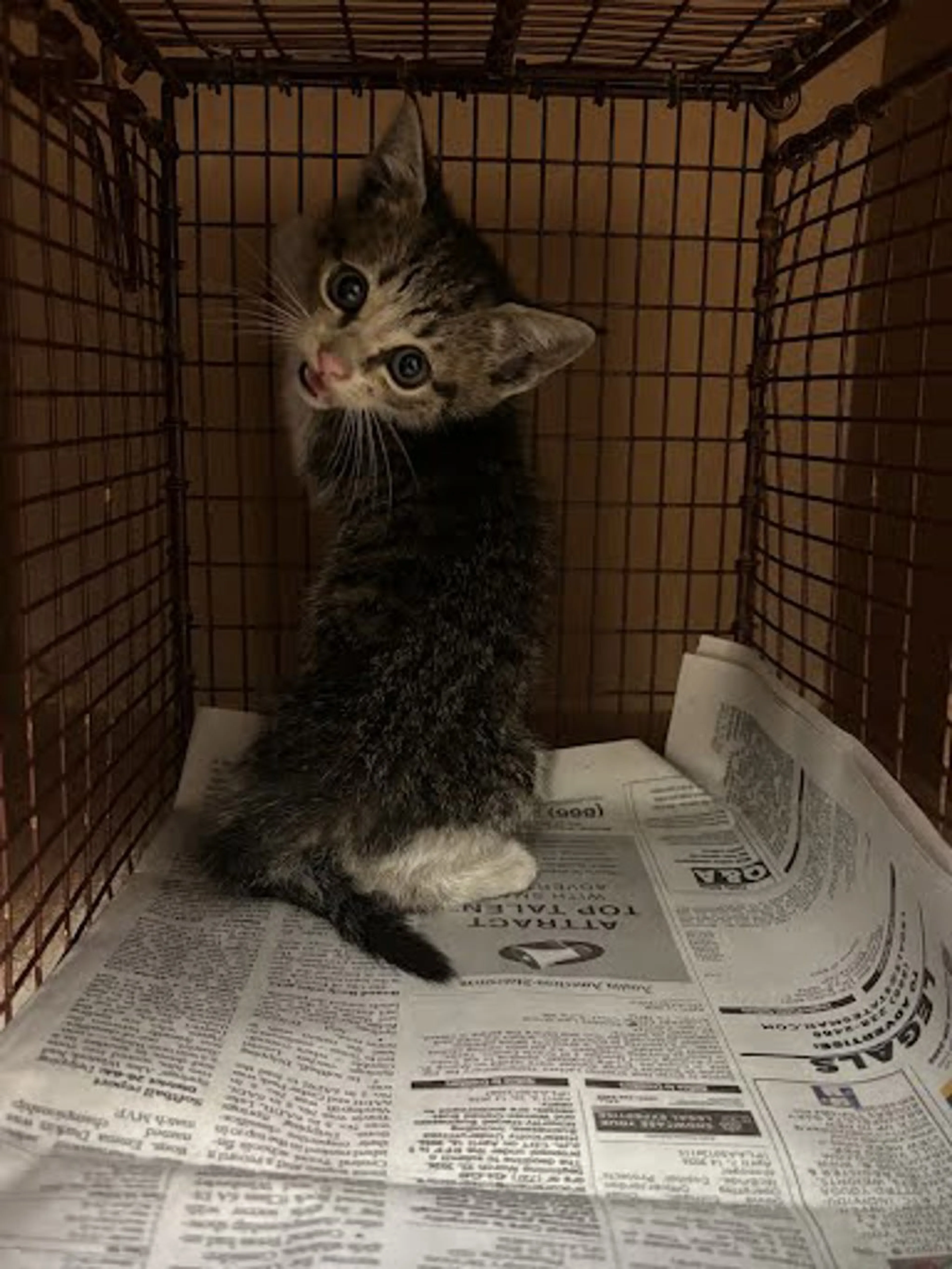 Found pet
