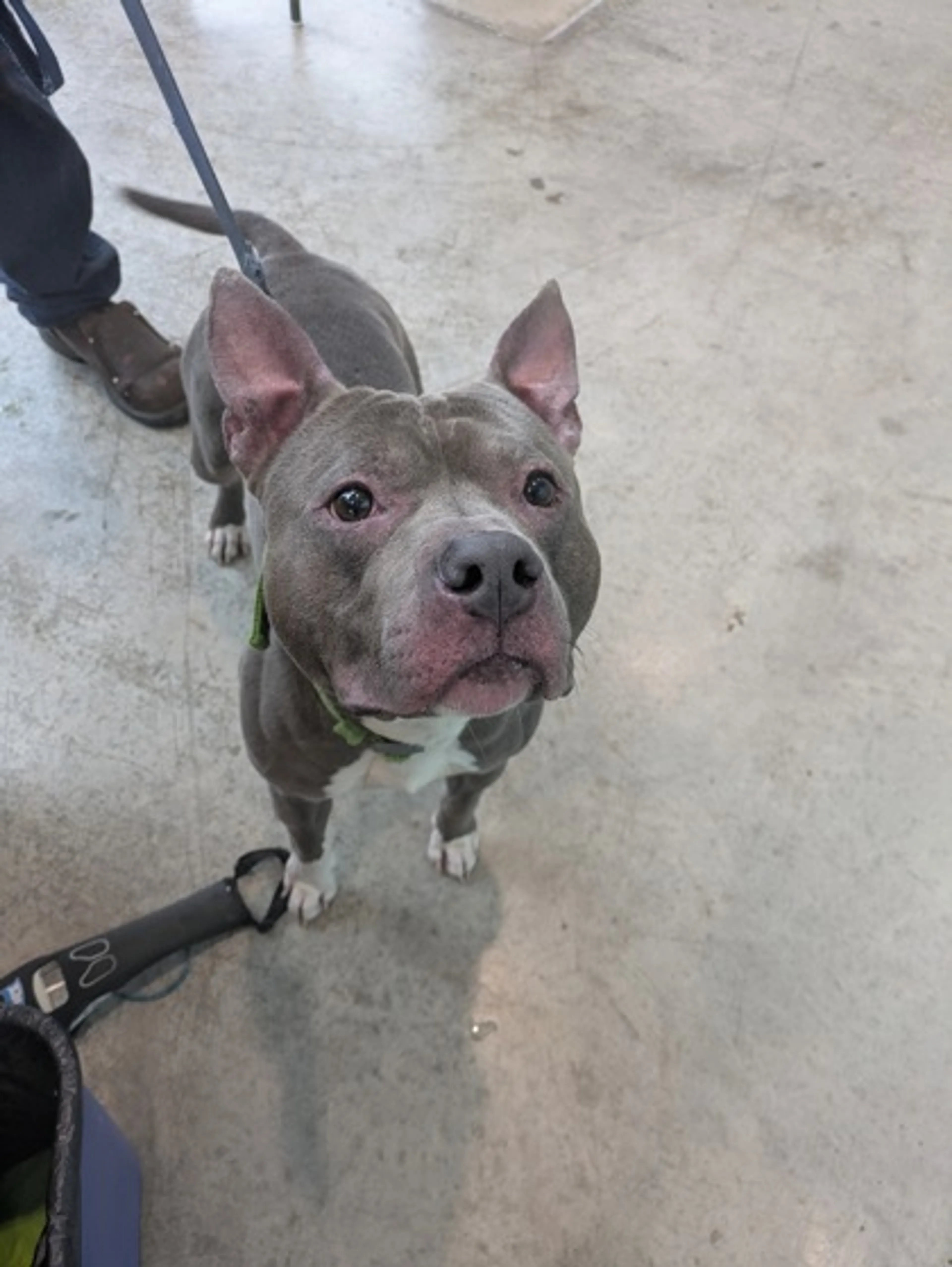Found pet