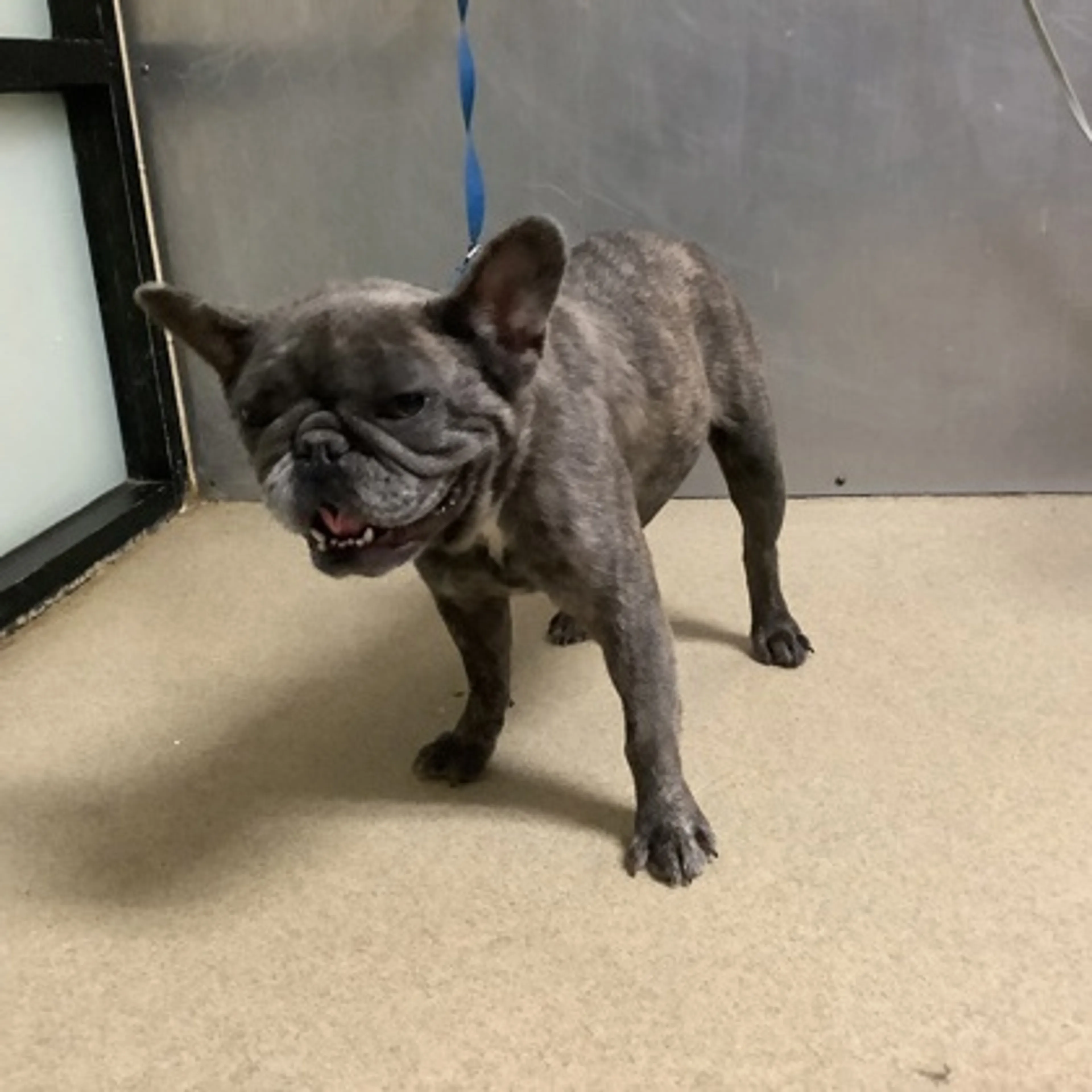 Found pet