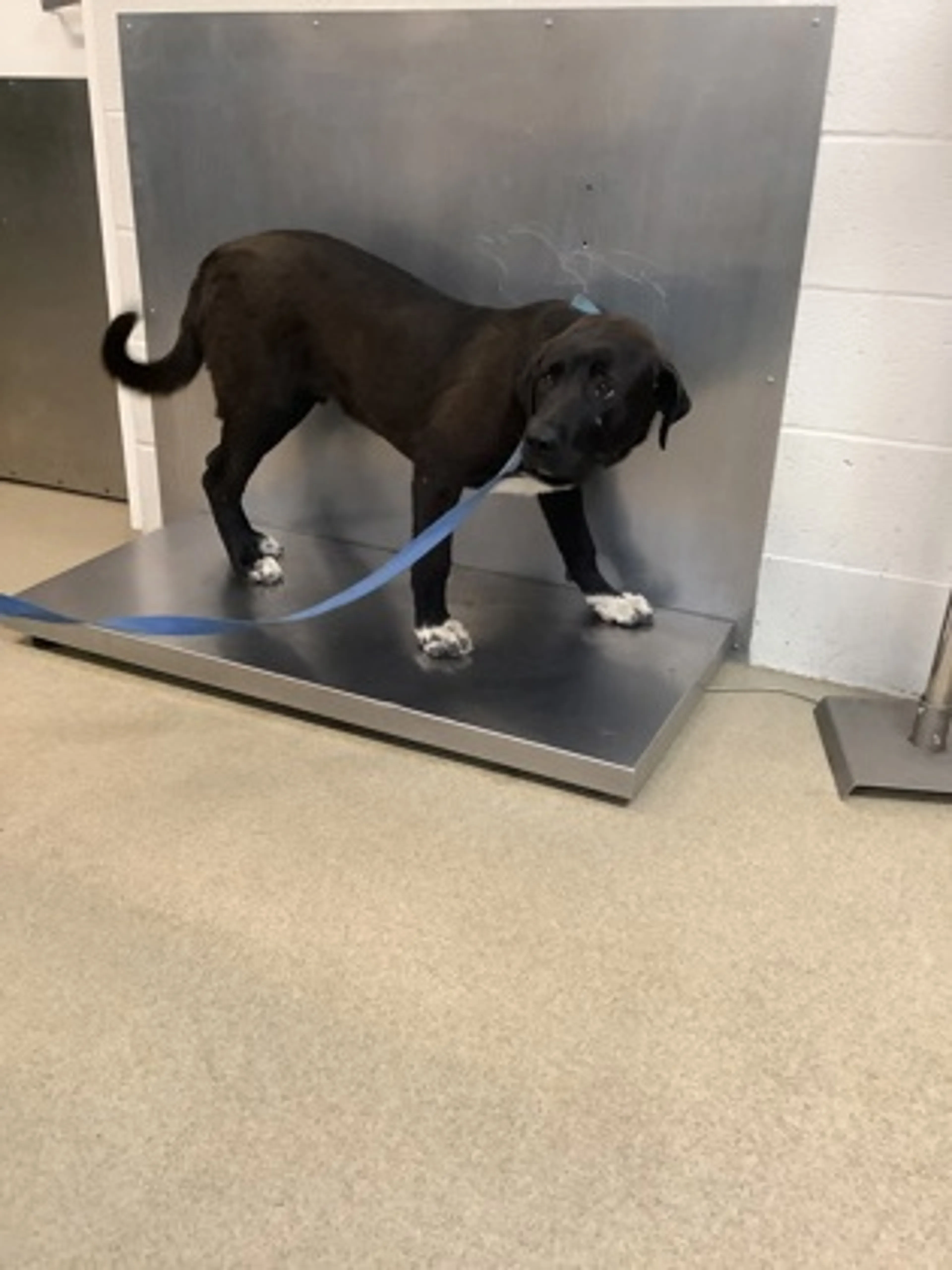 Found pet