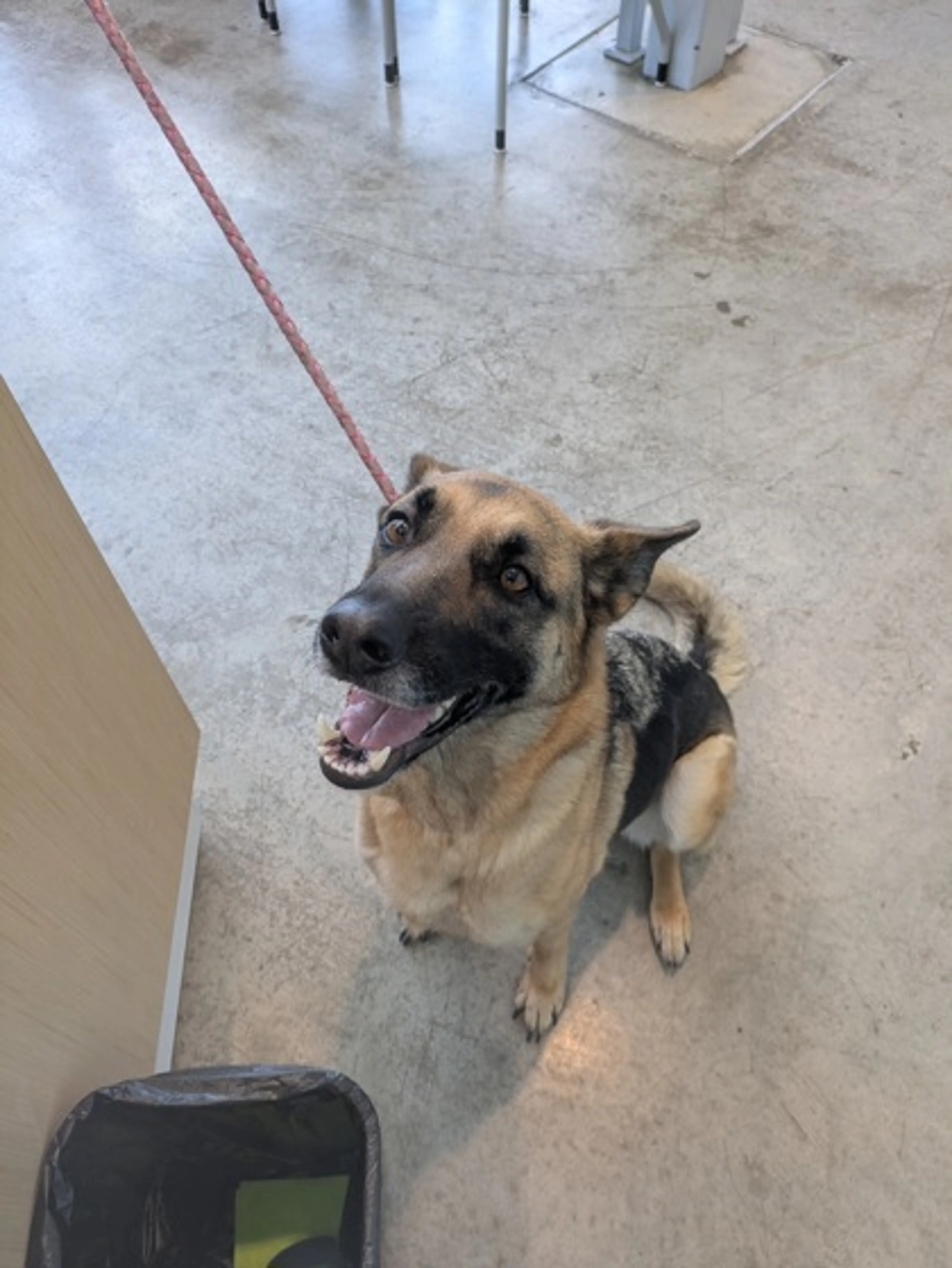 Found pet