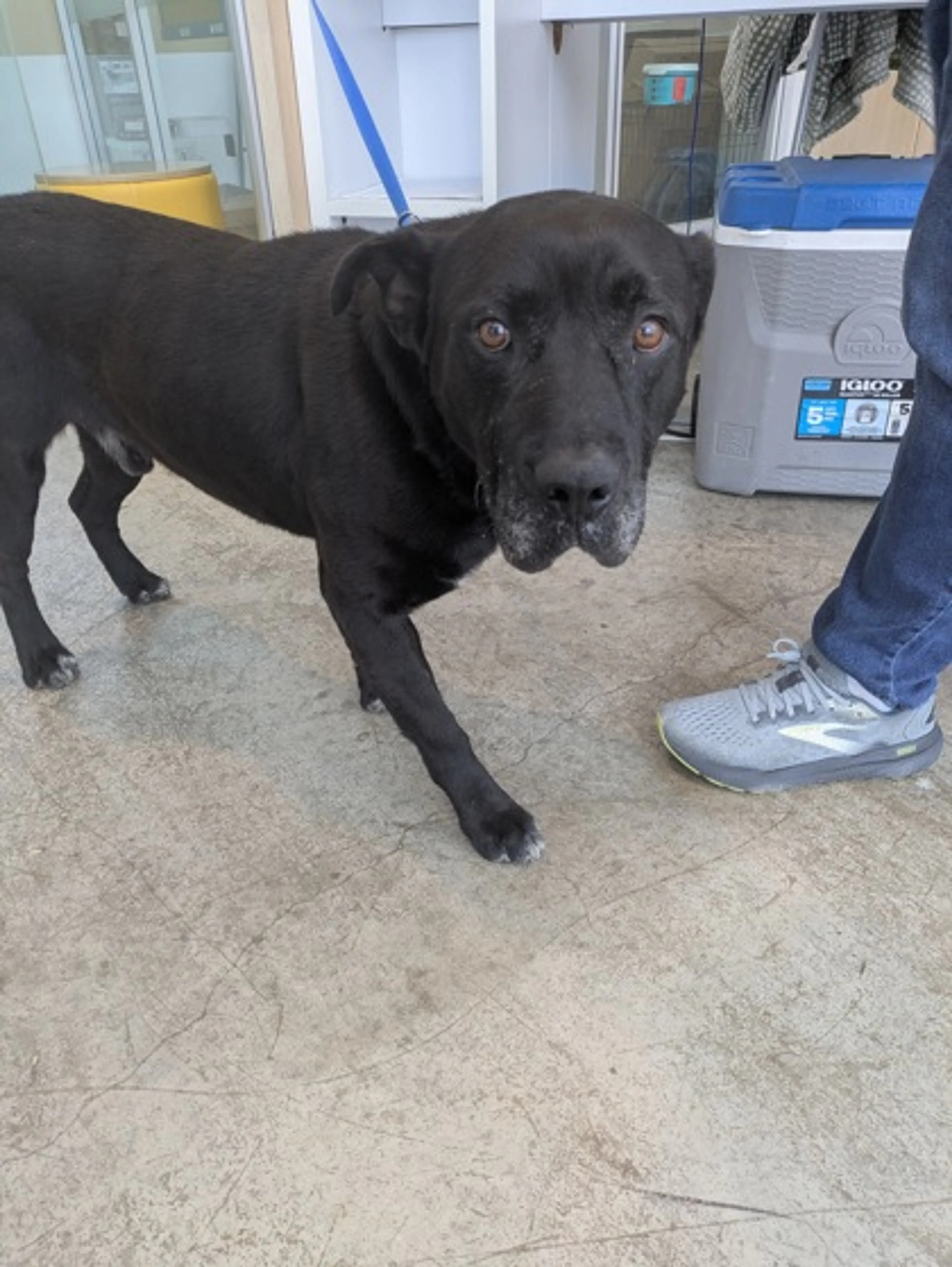 Found pet