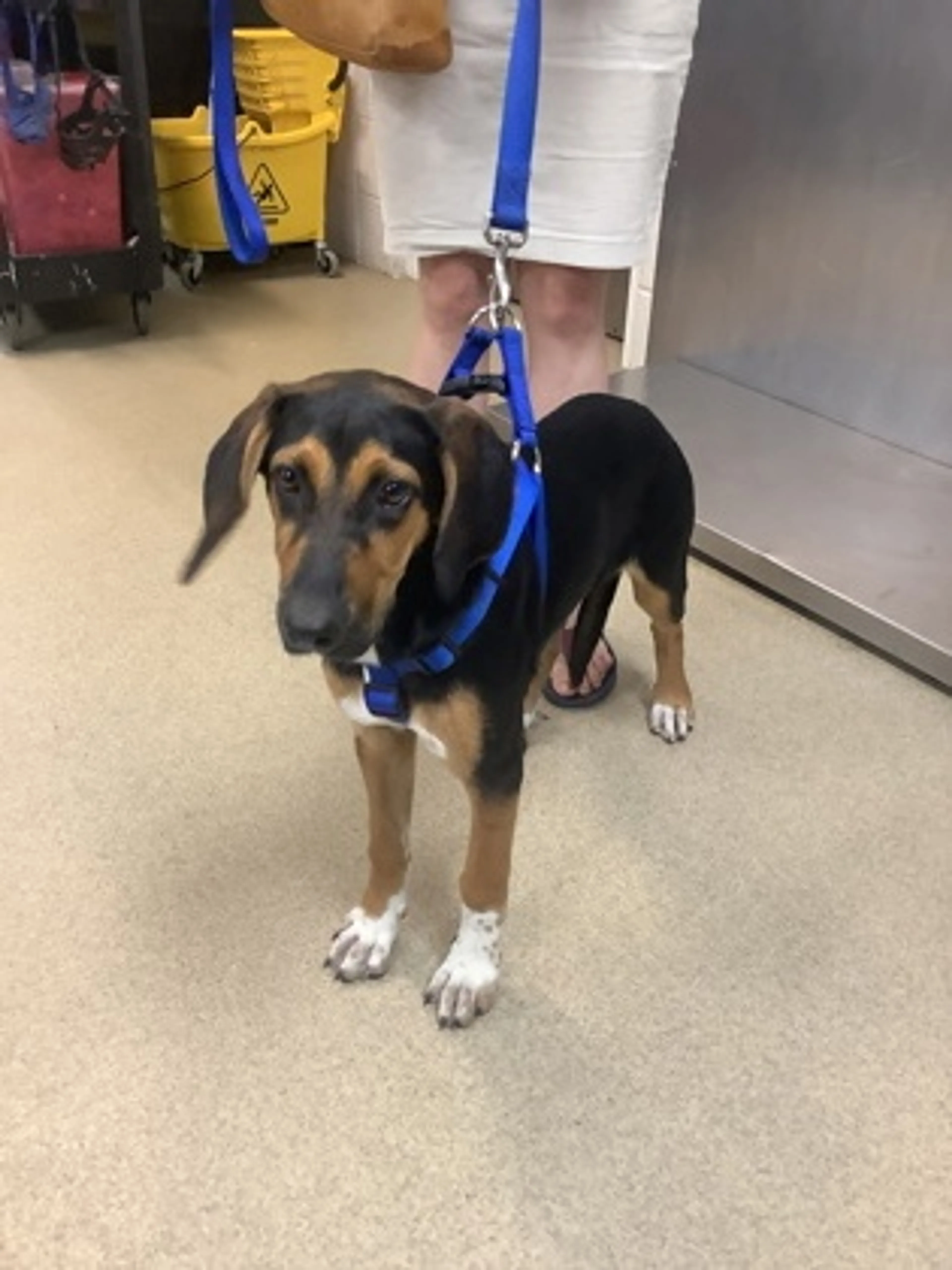 Found pet-1