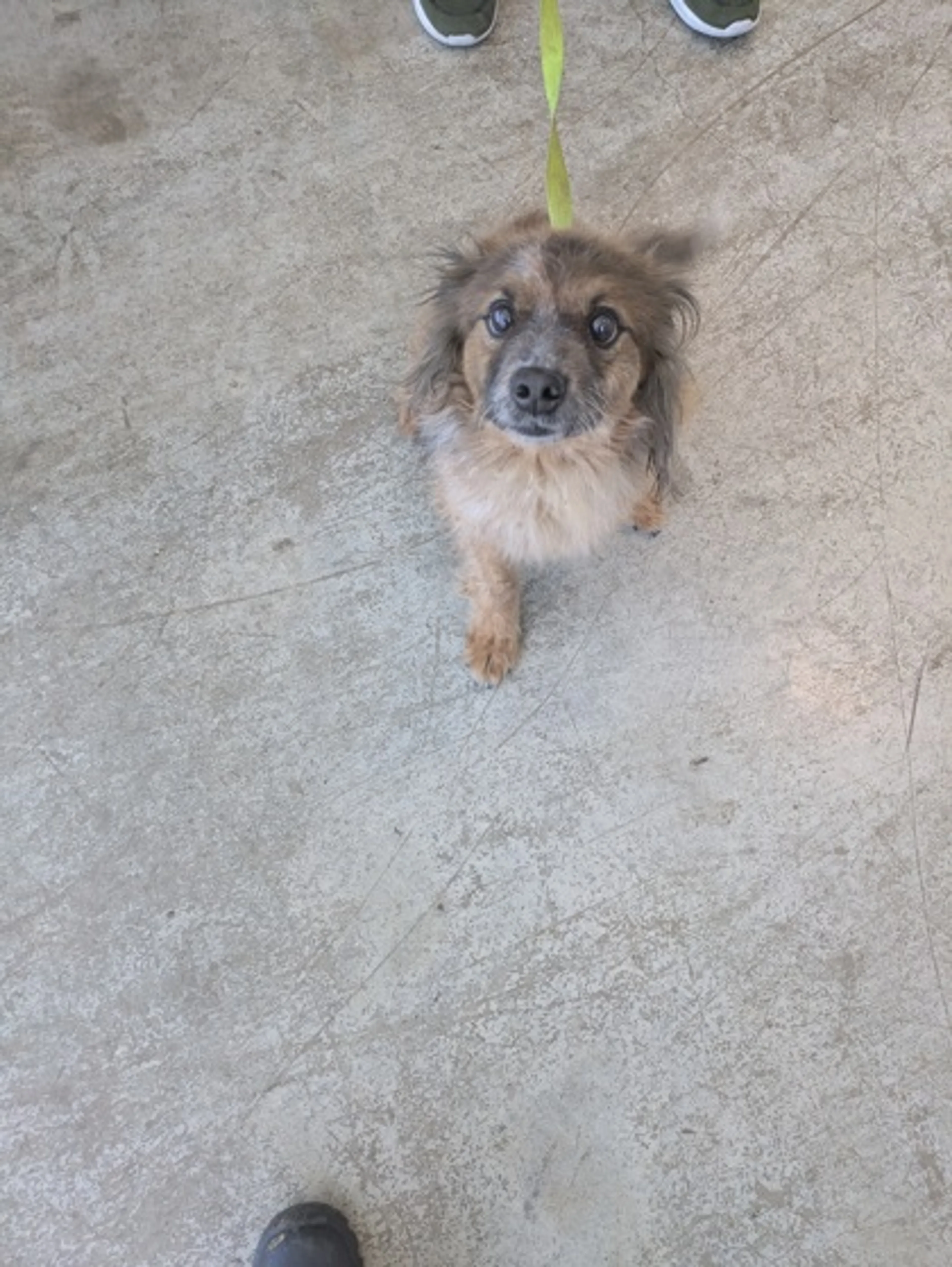 Found pet