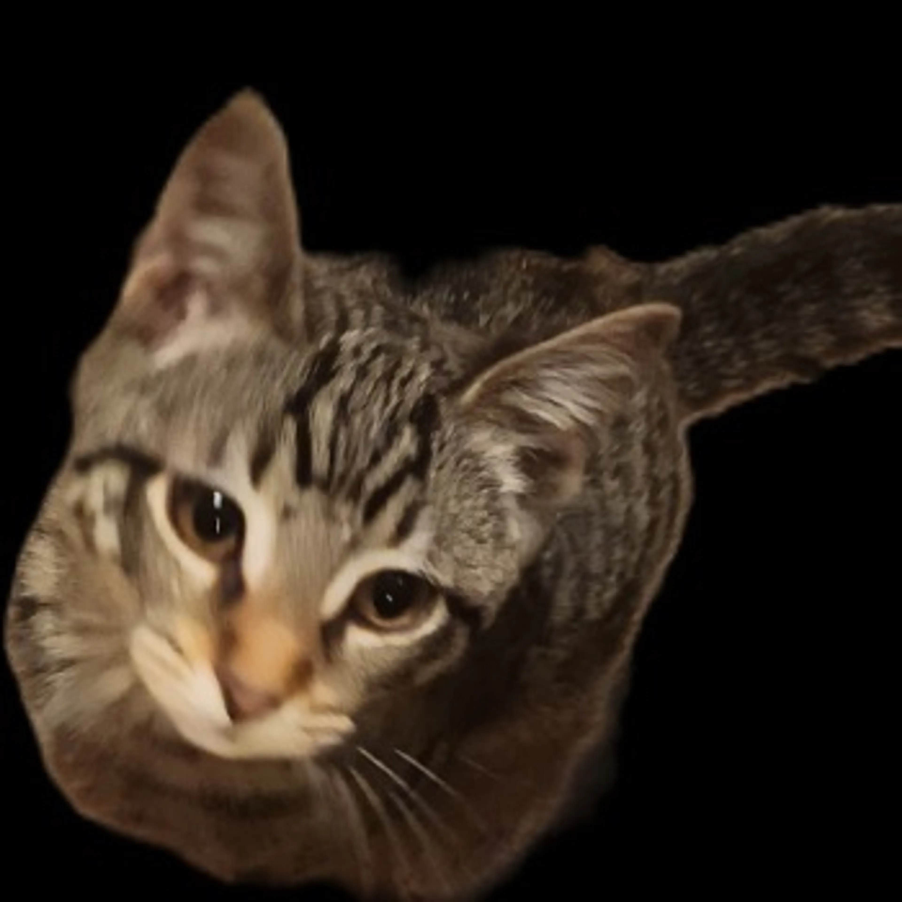 Lost pet