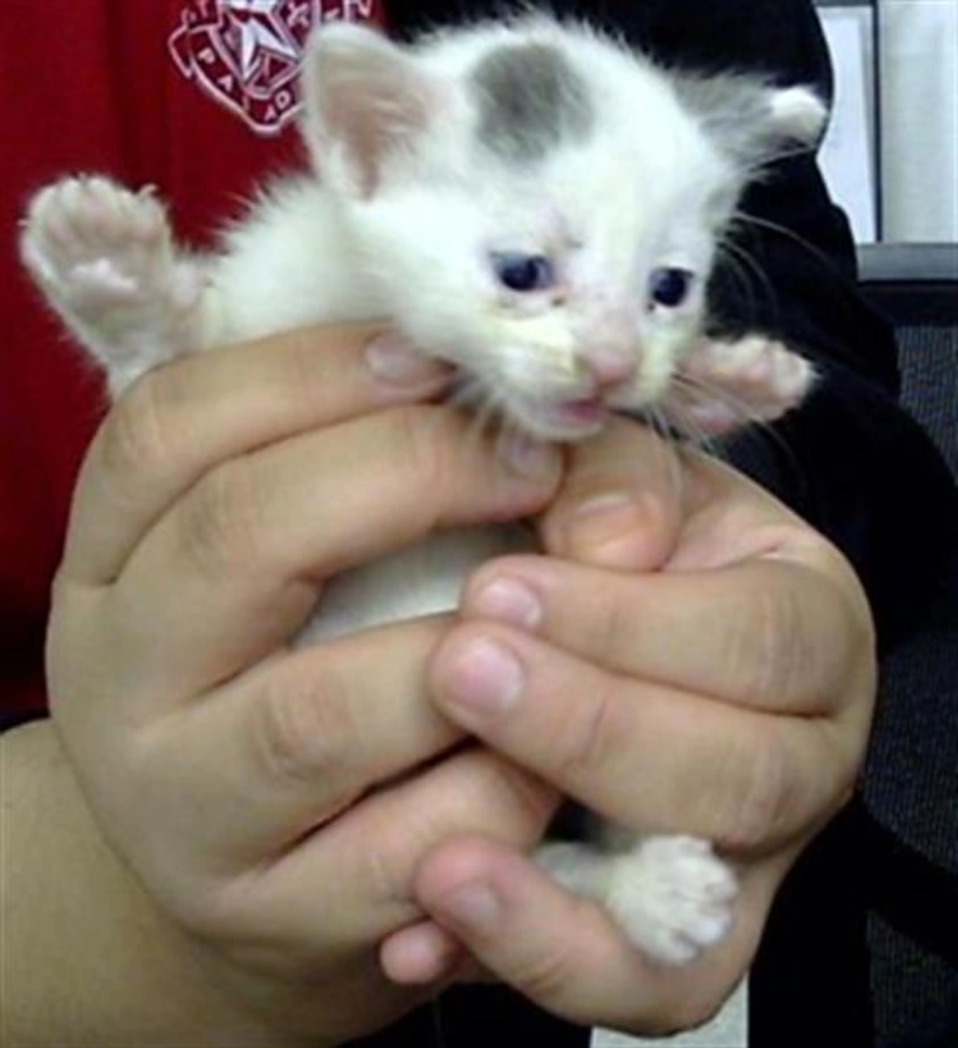 Found pet
