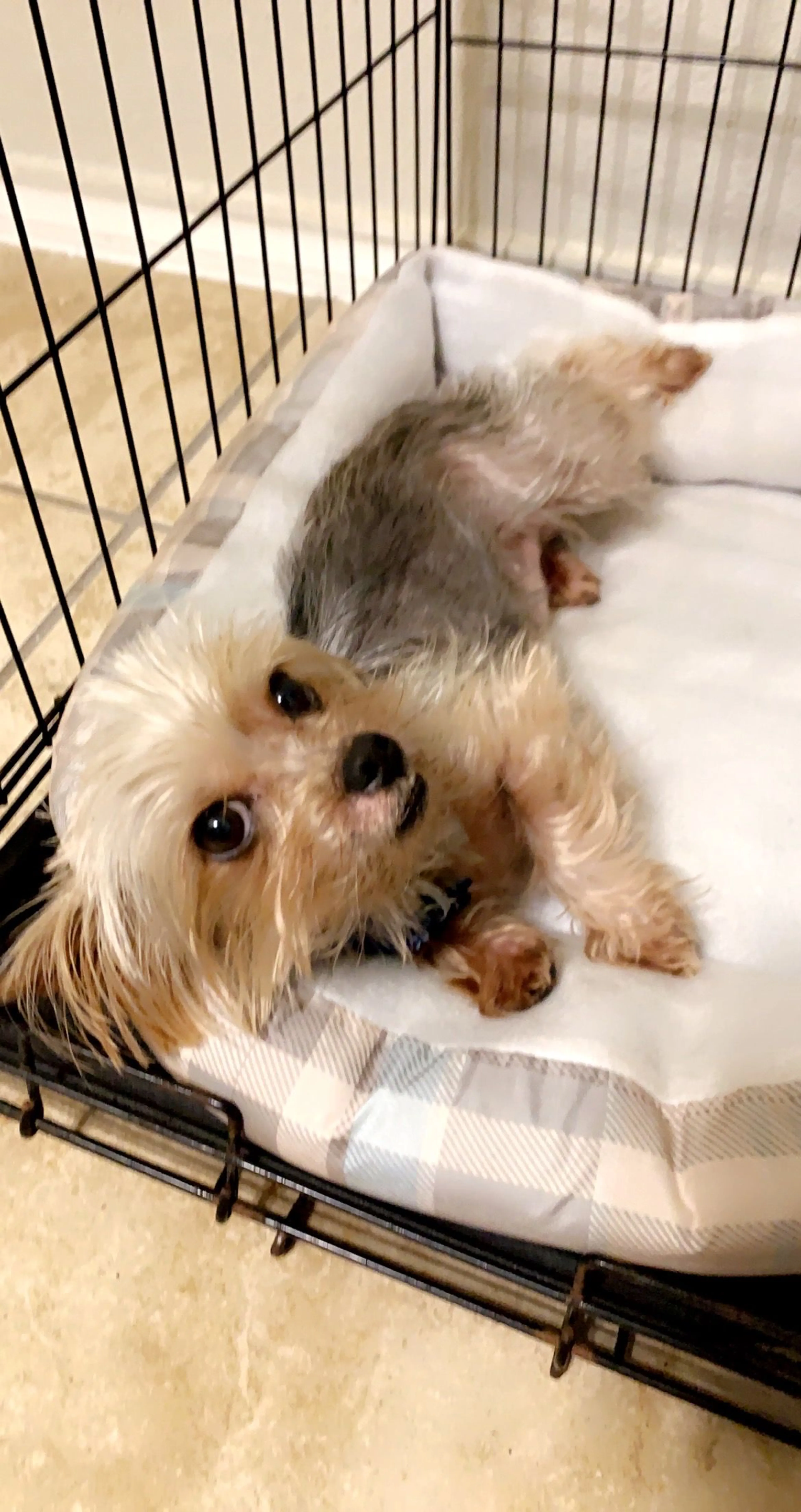 Lost pet-1