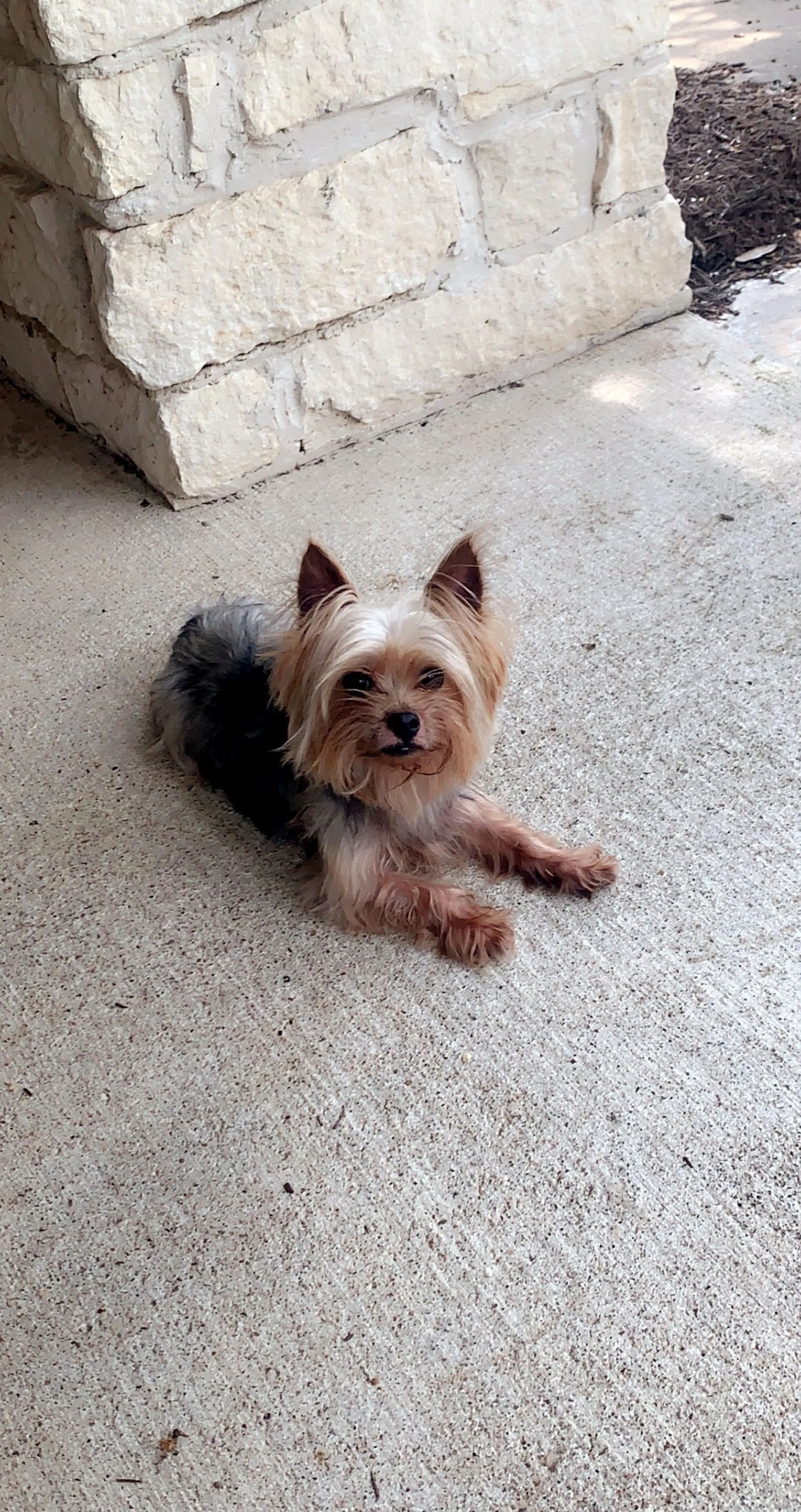 Lost pet-3