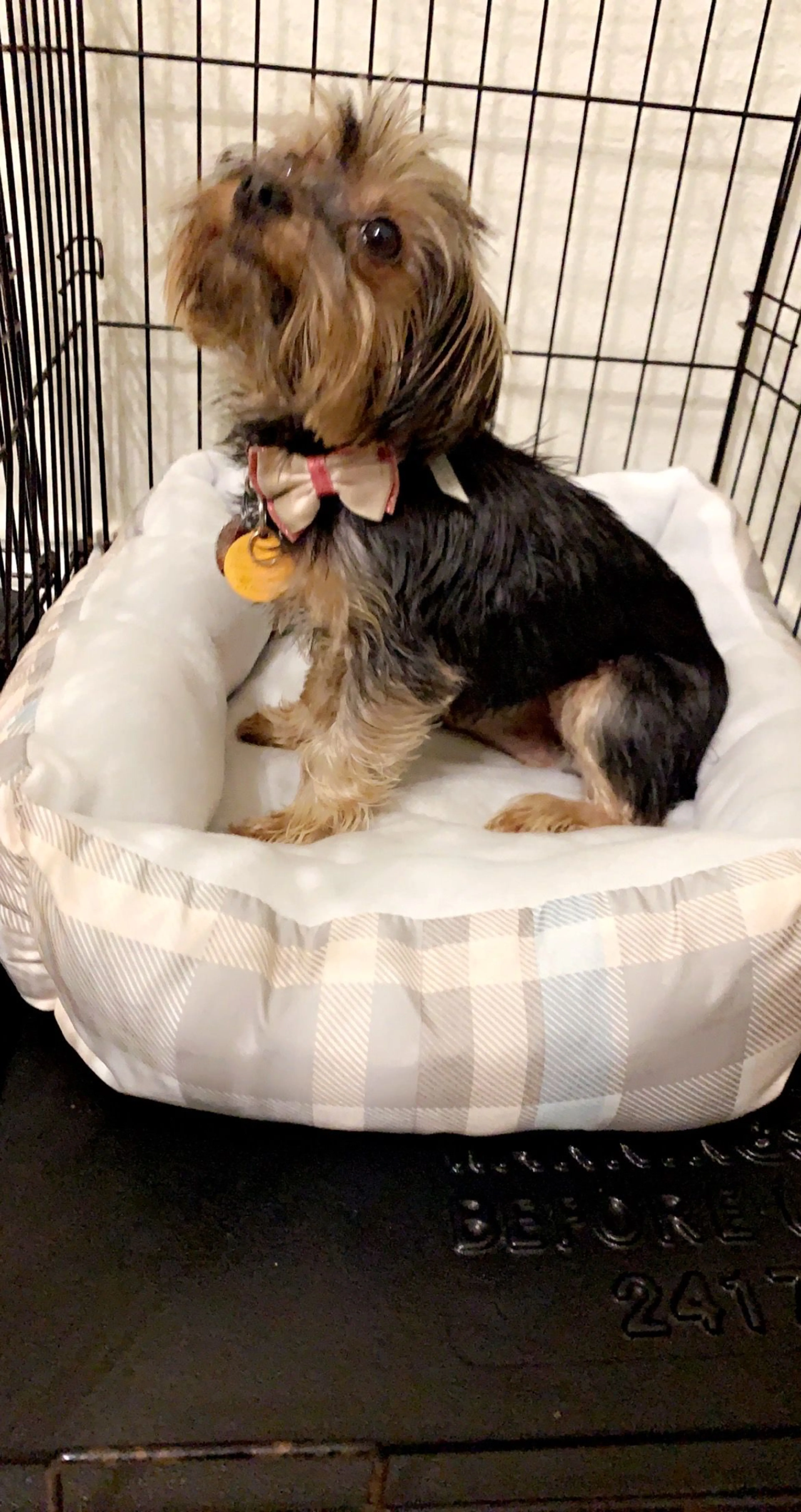 Lost pet-2