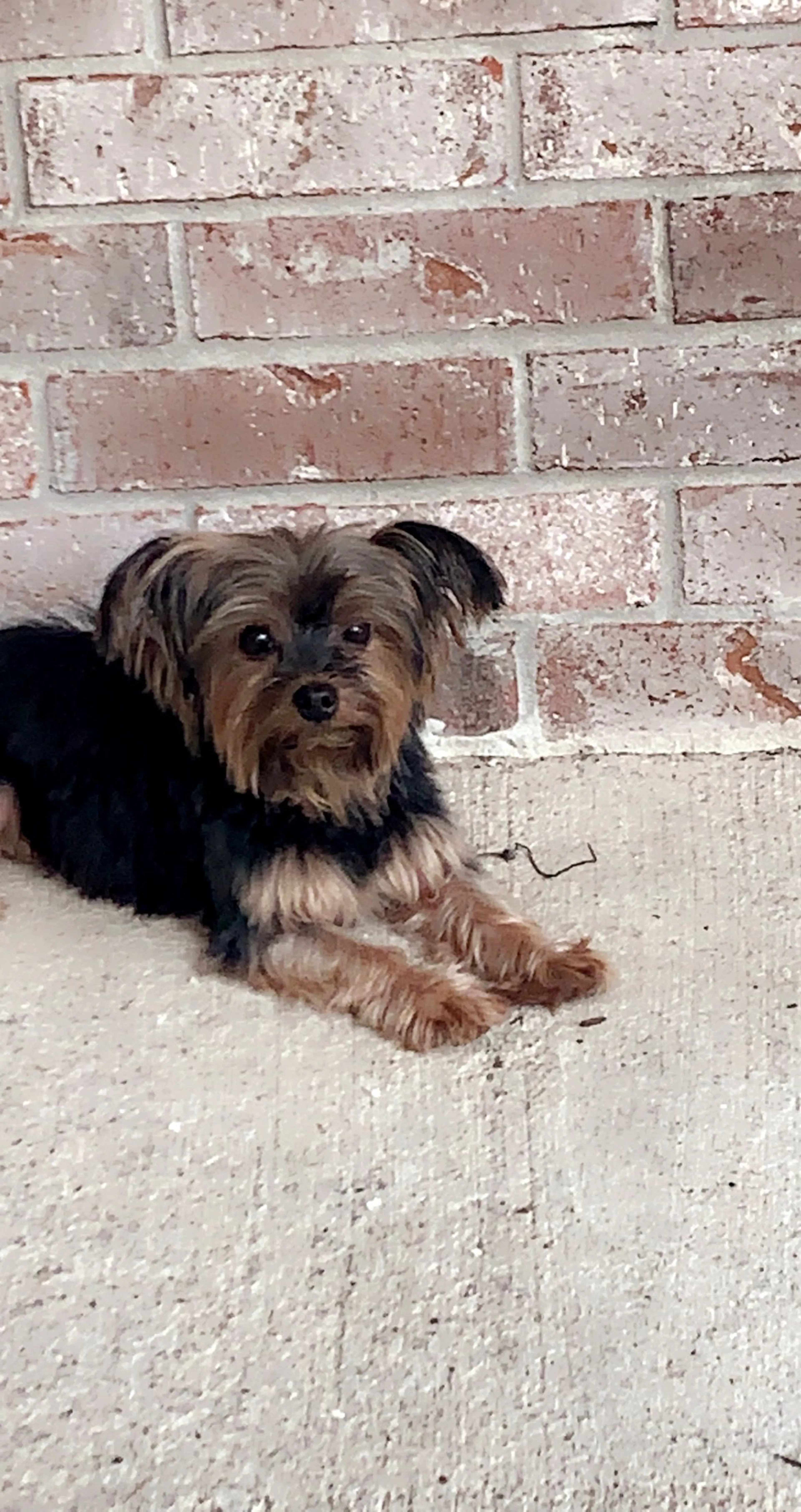 Lost pet-4
