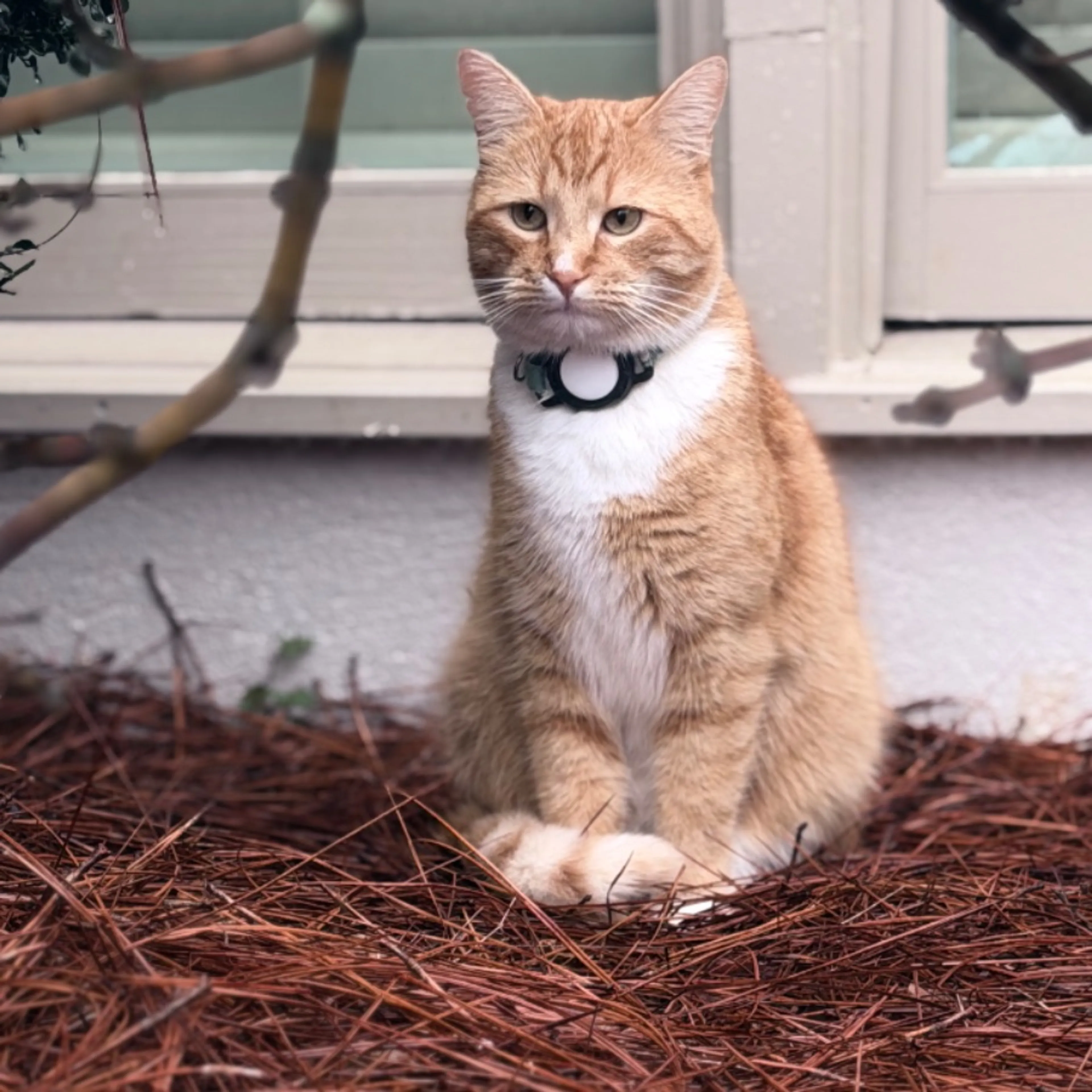 Lost pet
