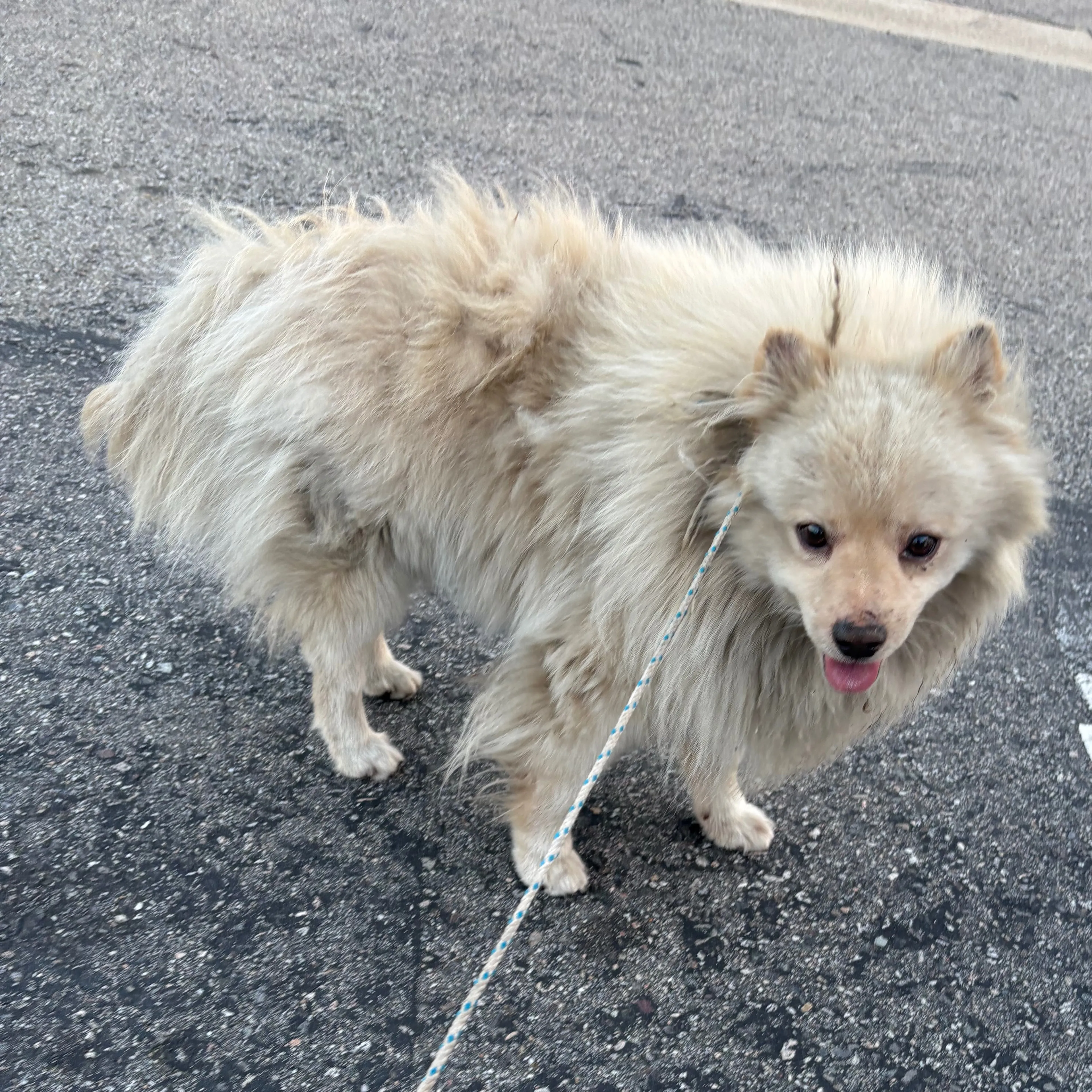 Found pet-1