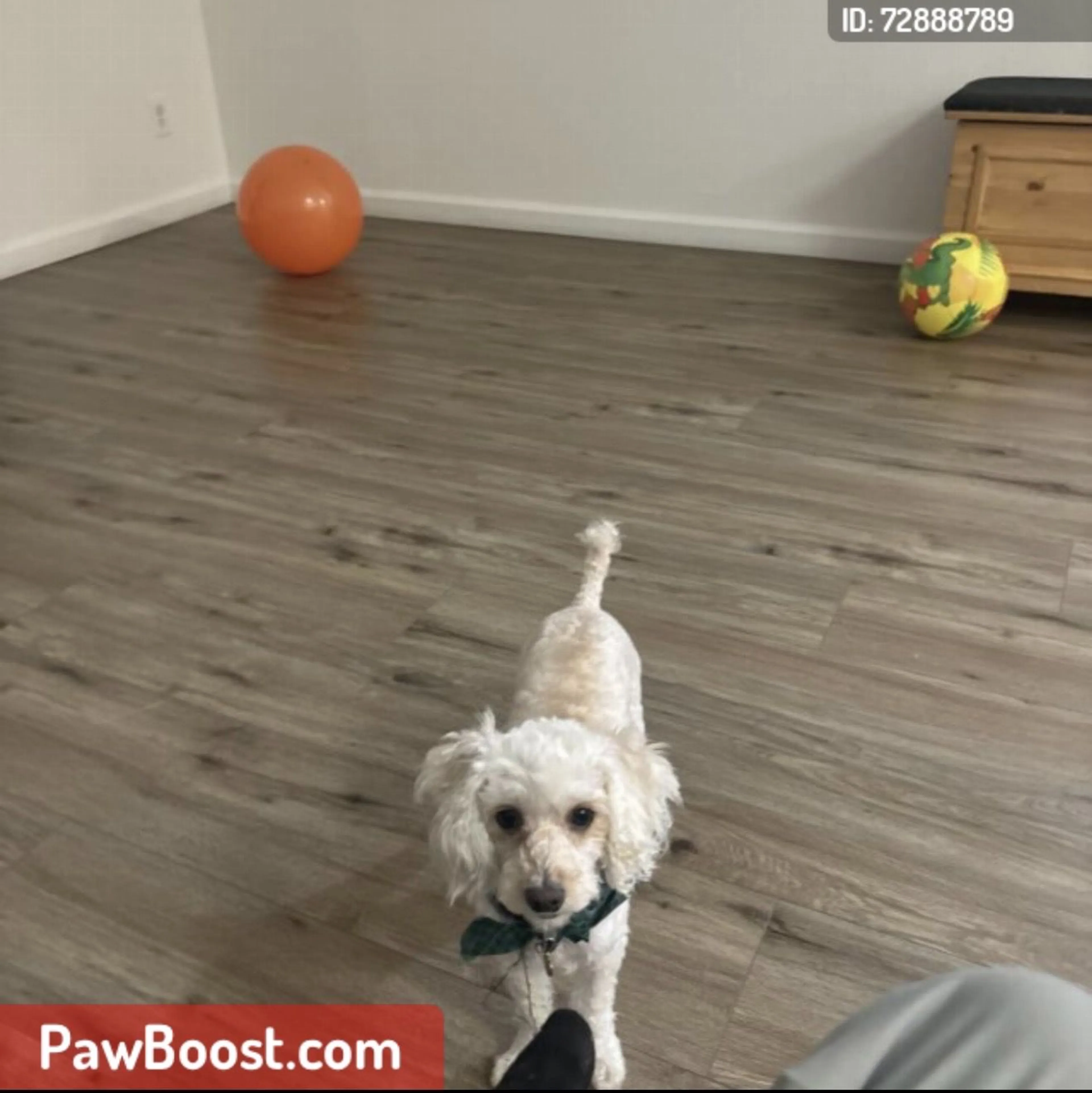Lost pet-0
