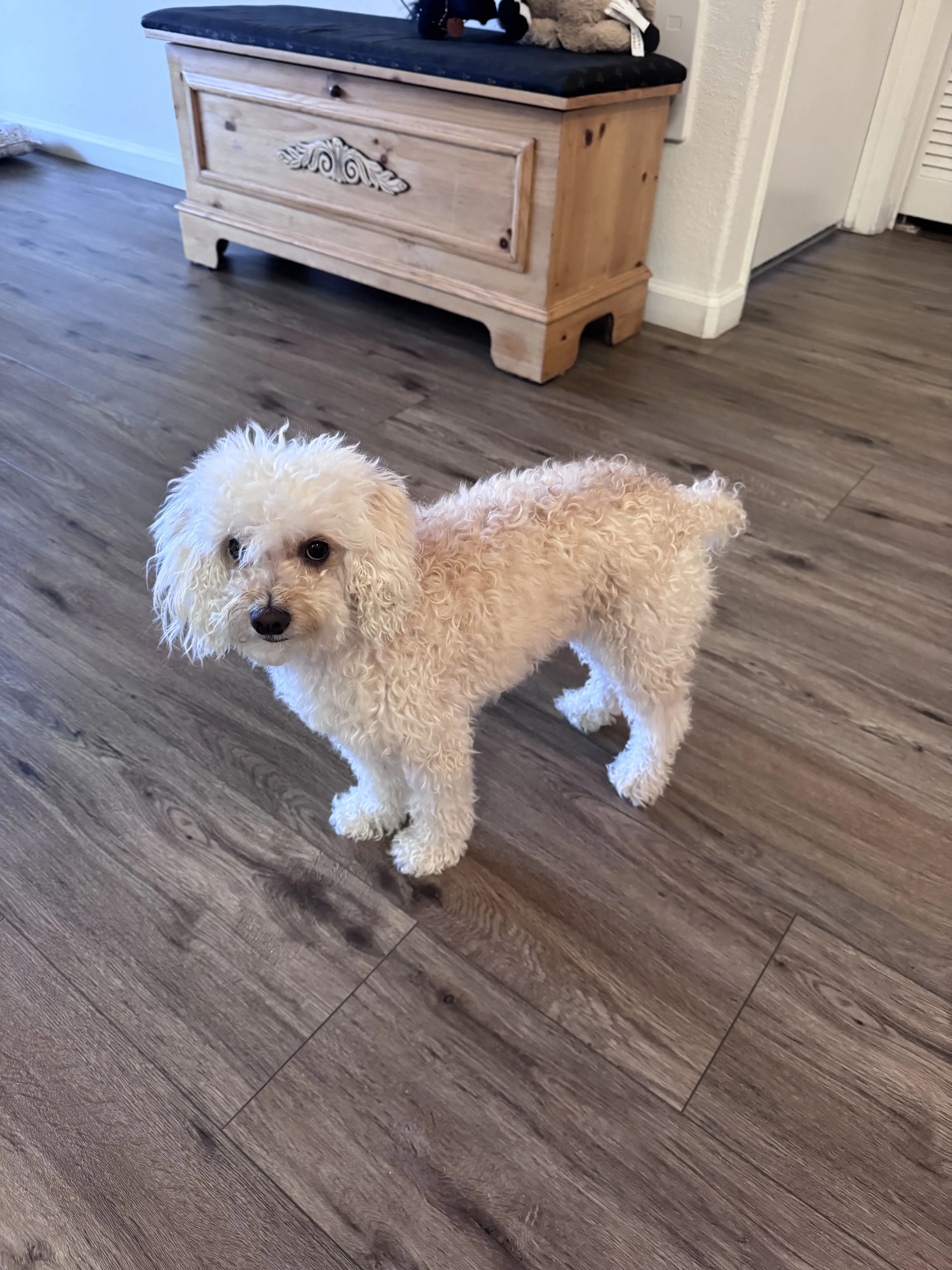 Lost pet-1