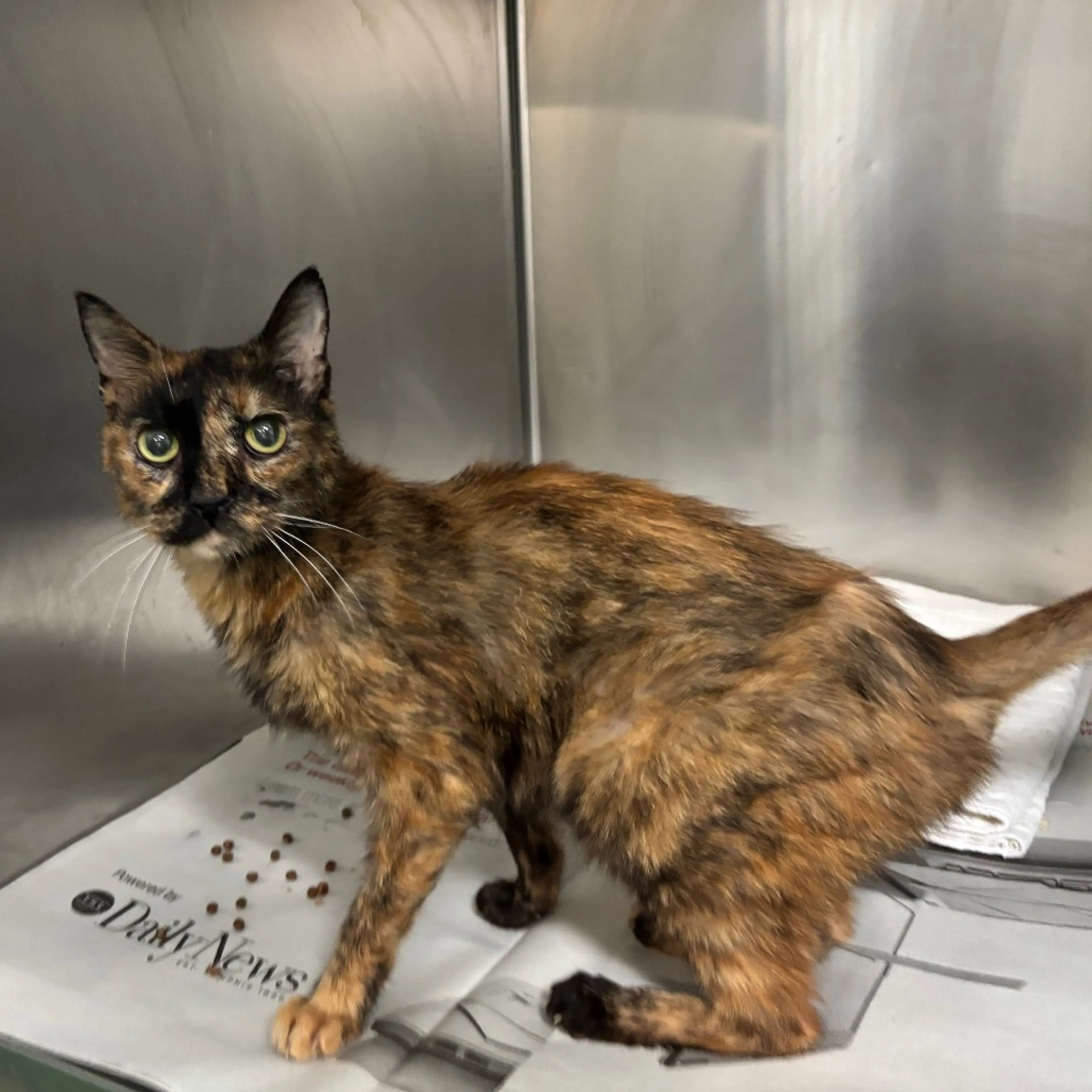 Found pet