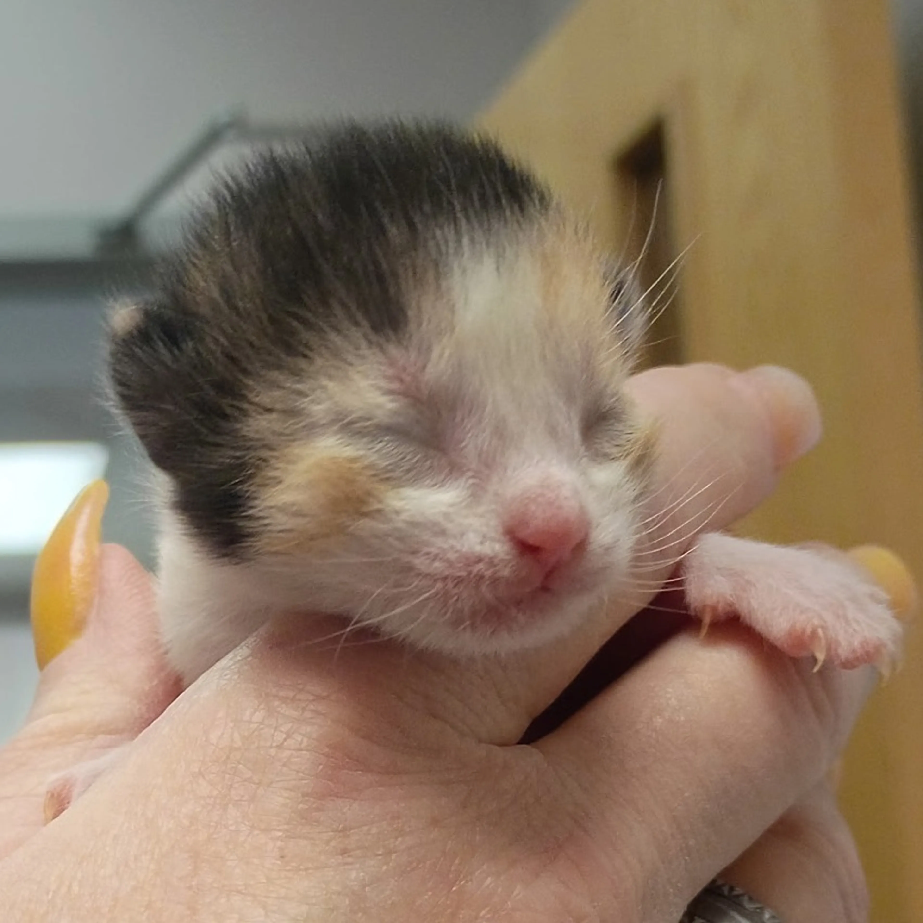 Found pet-3