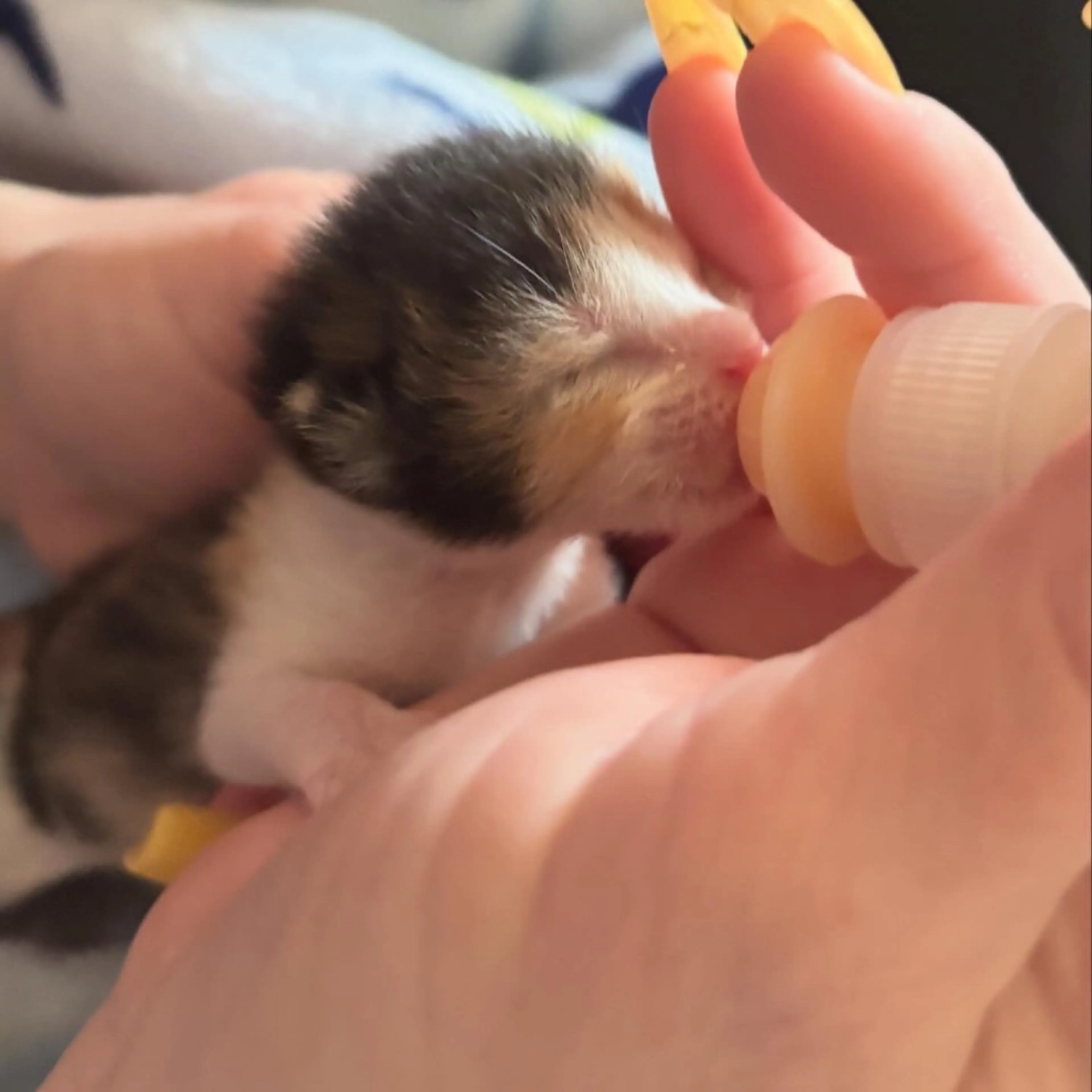Found pet-1
